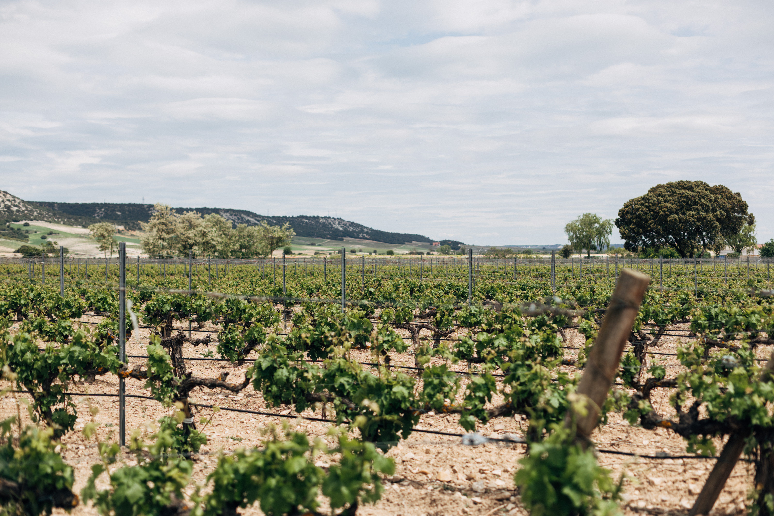 Castilla Termal Monasterio de Valbuena by null