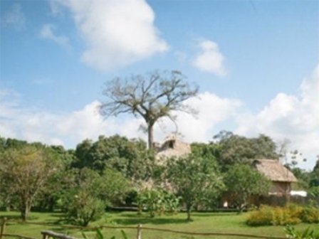 Cotton Tree Lodge by null