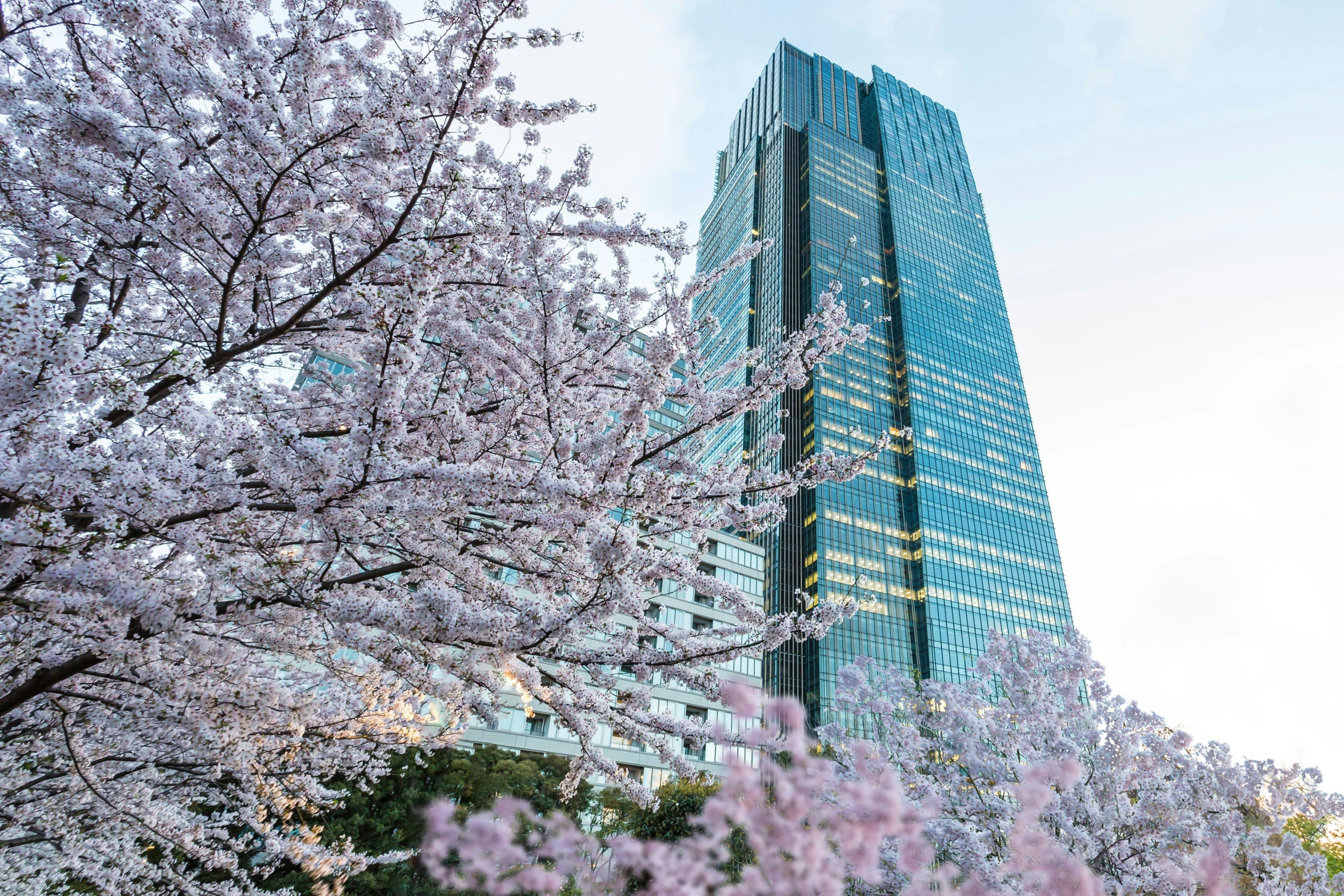 The Ritz-Carlton, Tokyo by null