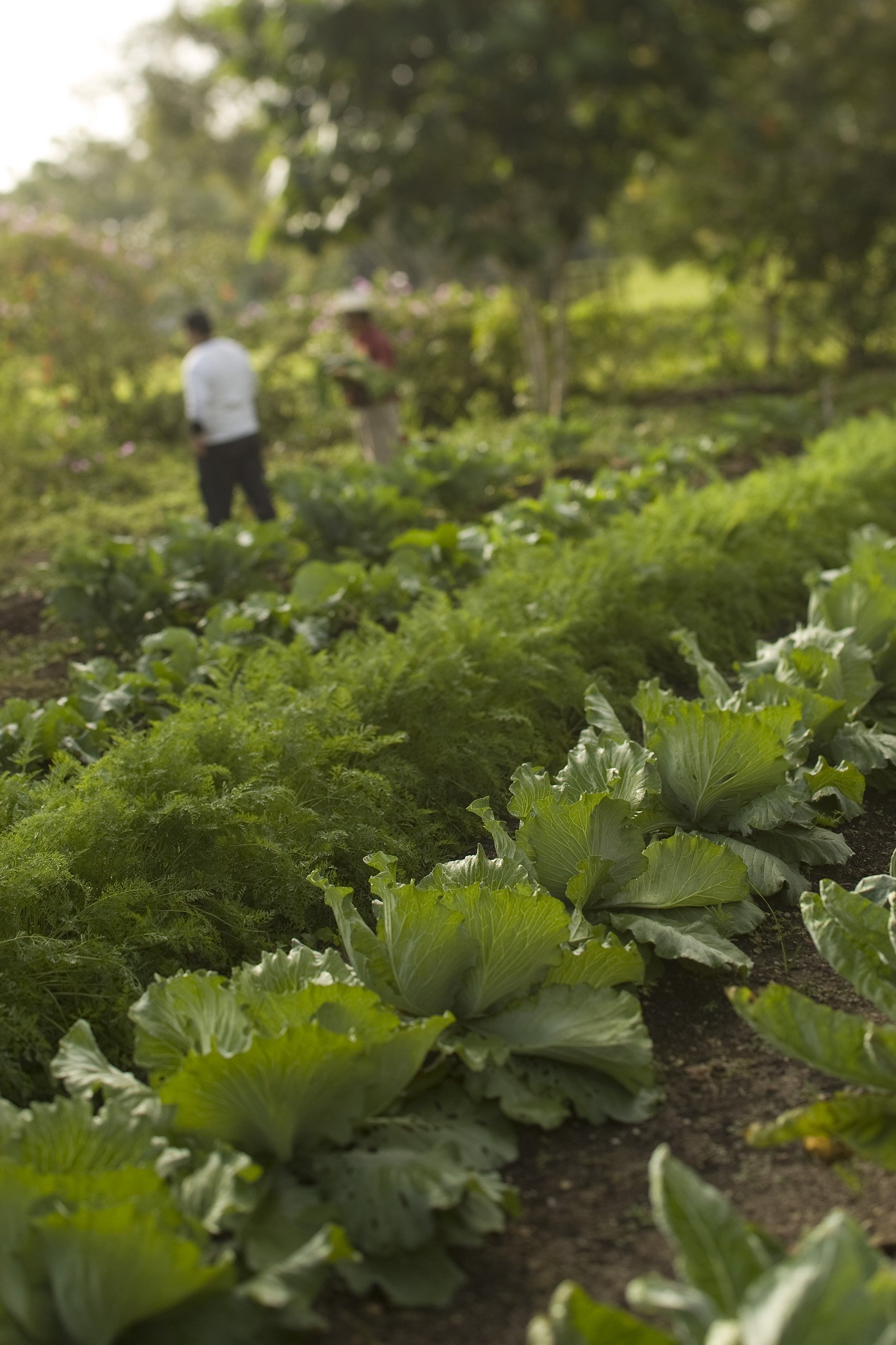 Ka'ana Resort by null Ka'ana Resort by null