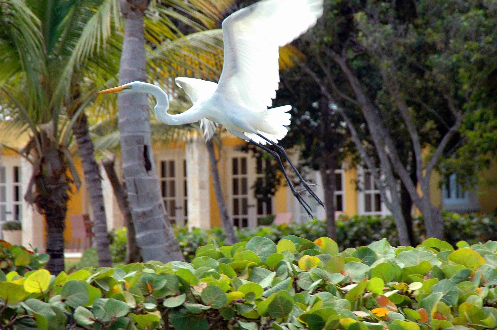 Tortuga Bay Hotel at Puntacana Resort by null