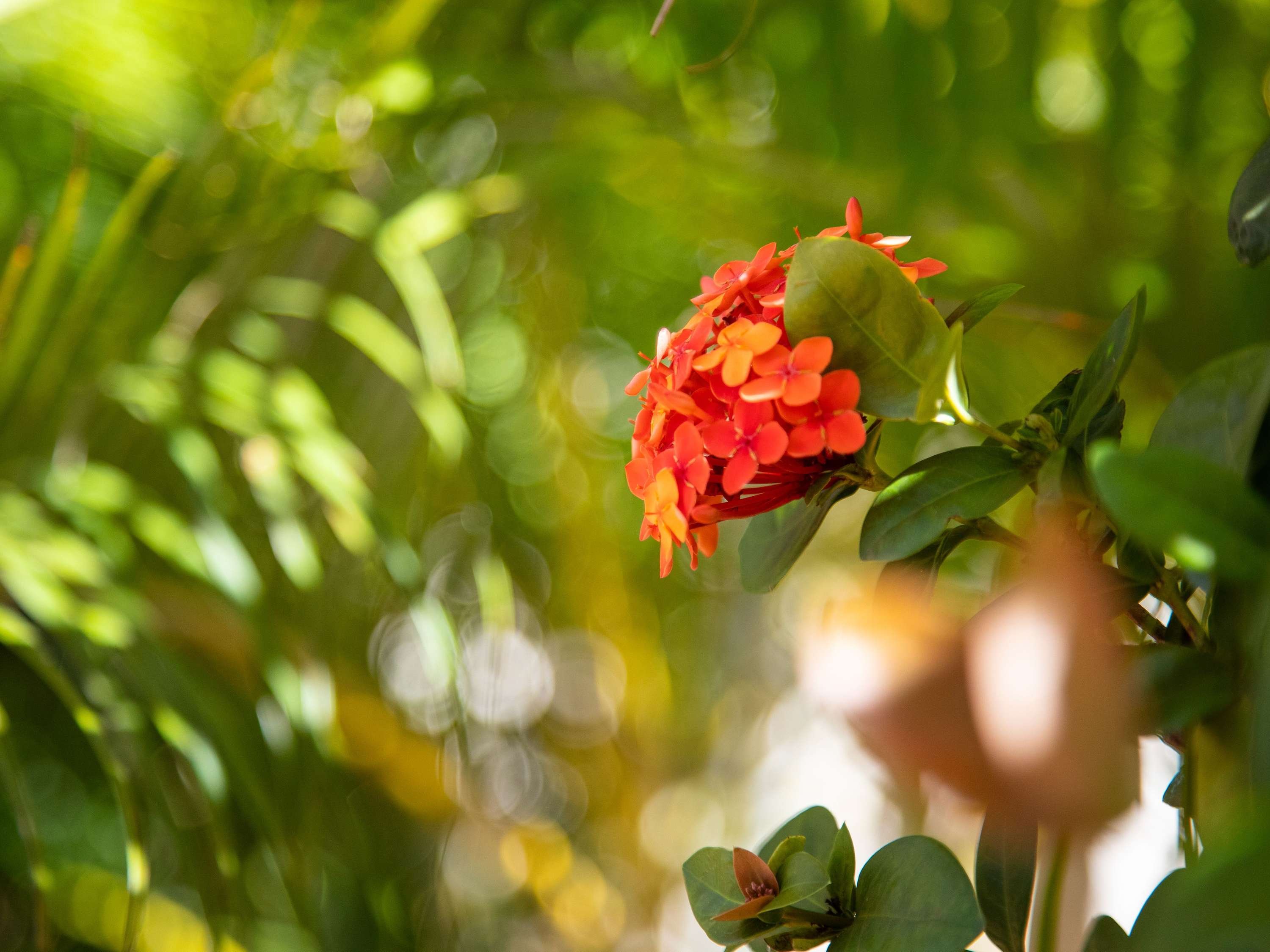 Mantra Terrace Brisbane by null