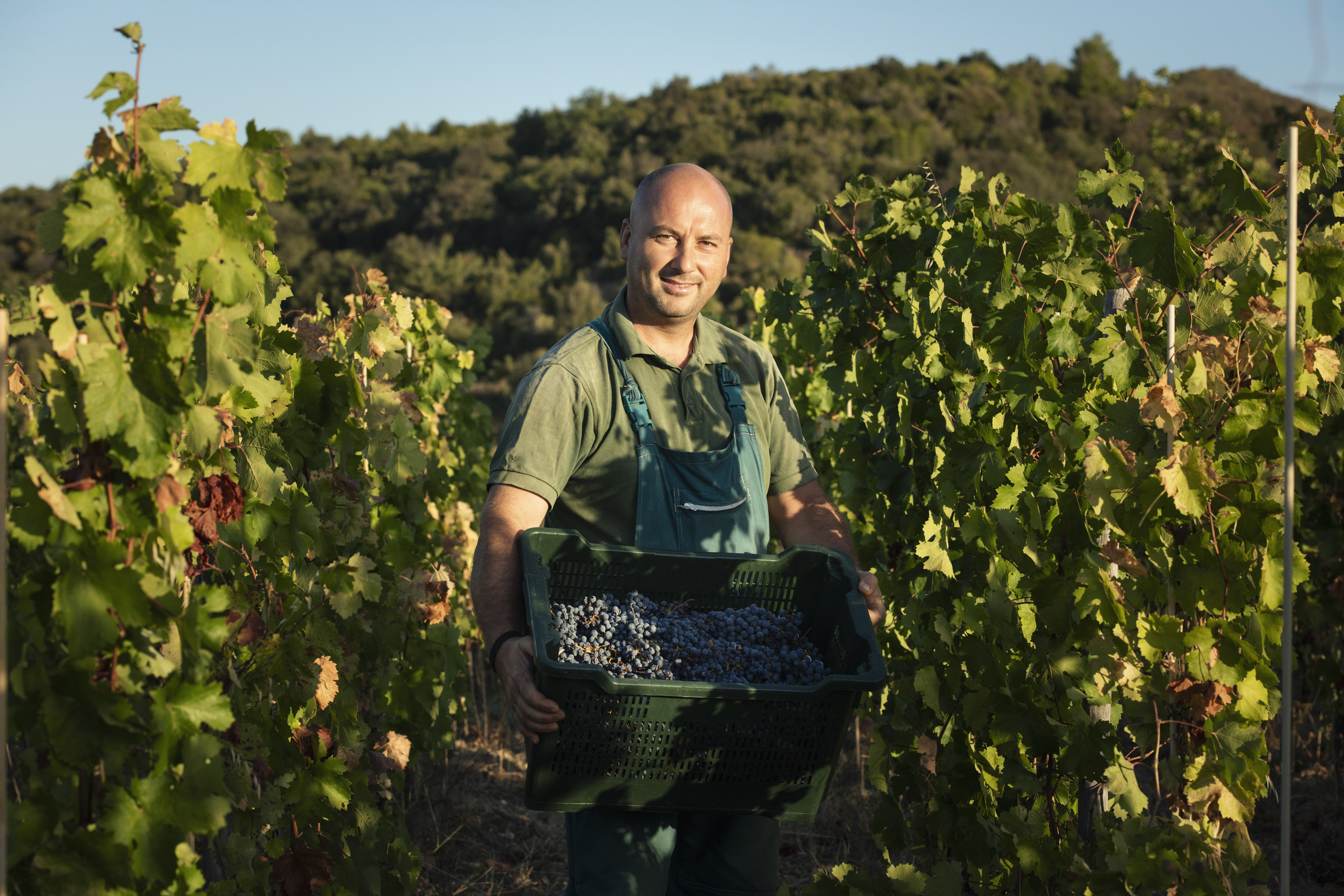 Castello di Vicarello by null