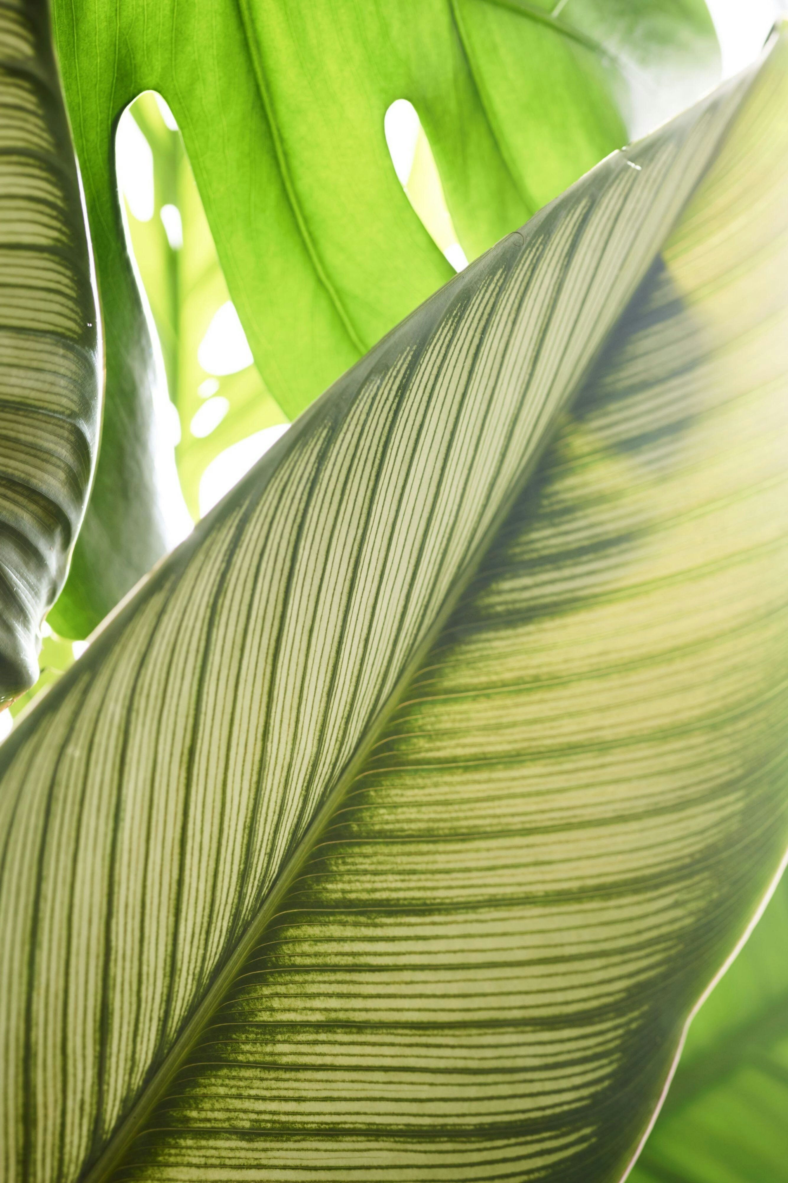 Plaza San Antonio Hotel & Spa, Autograph Collection by null