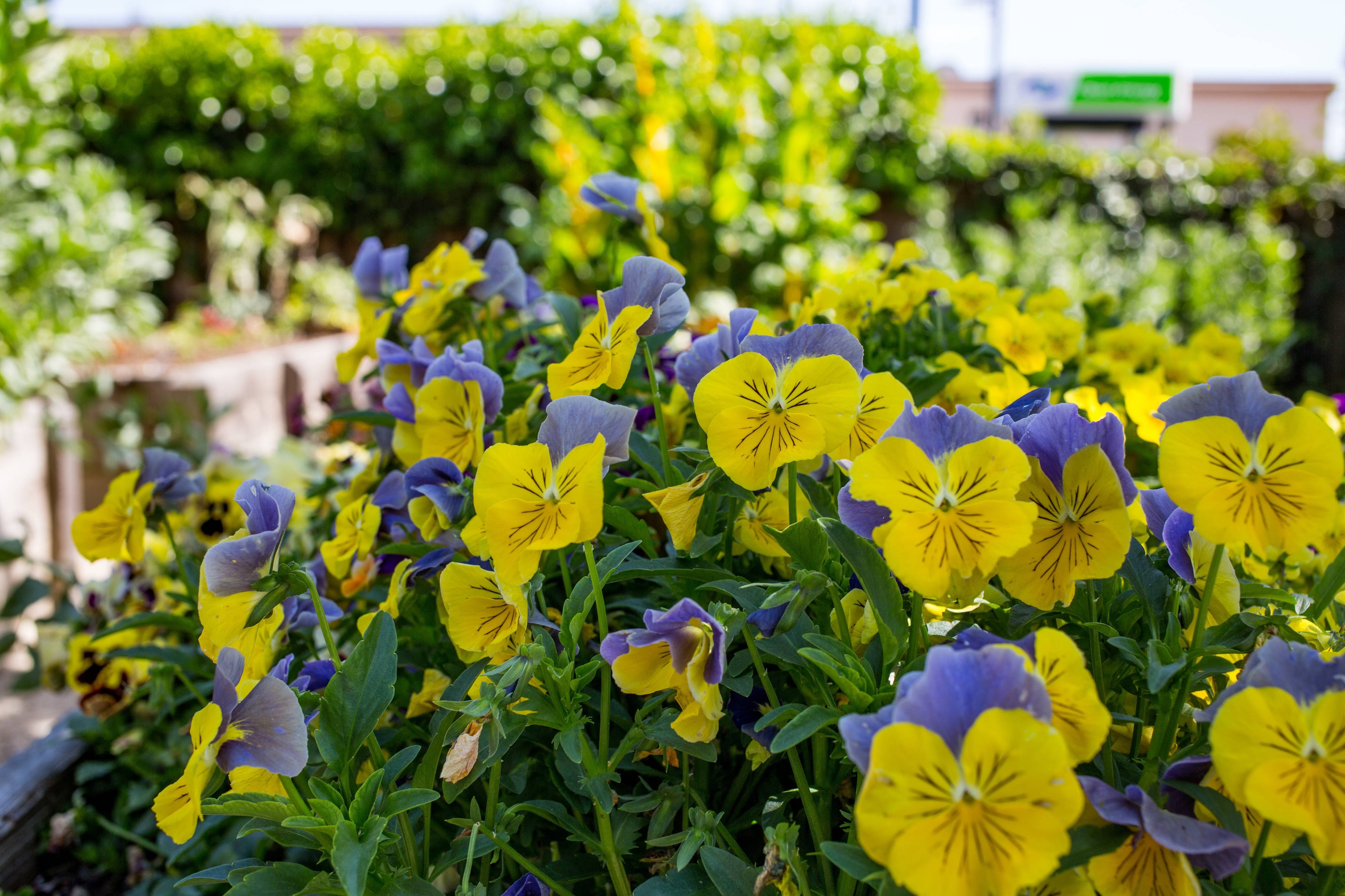 Napa Valley Marriott Hotel & Spa by null