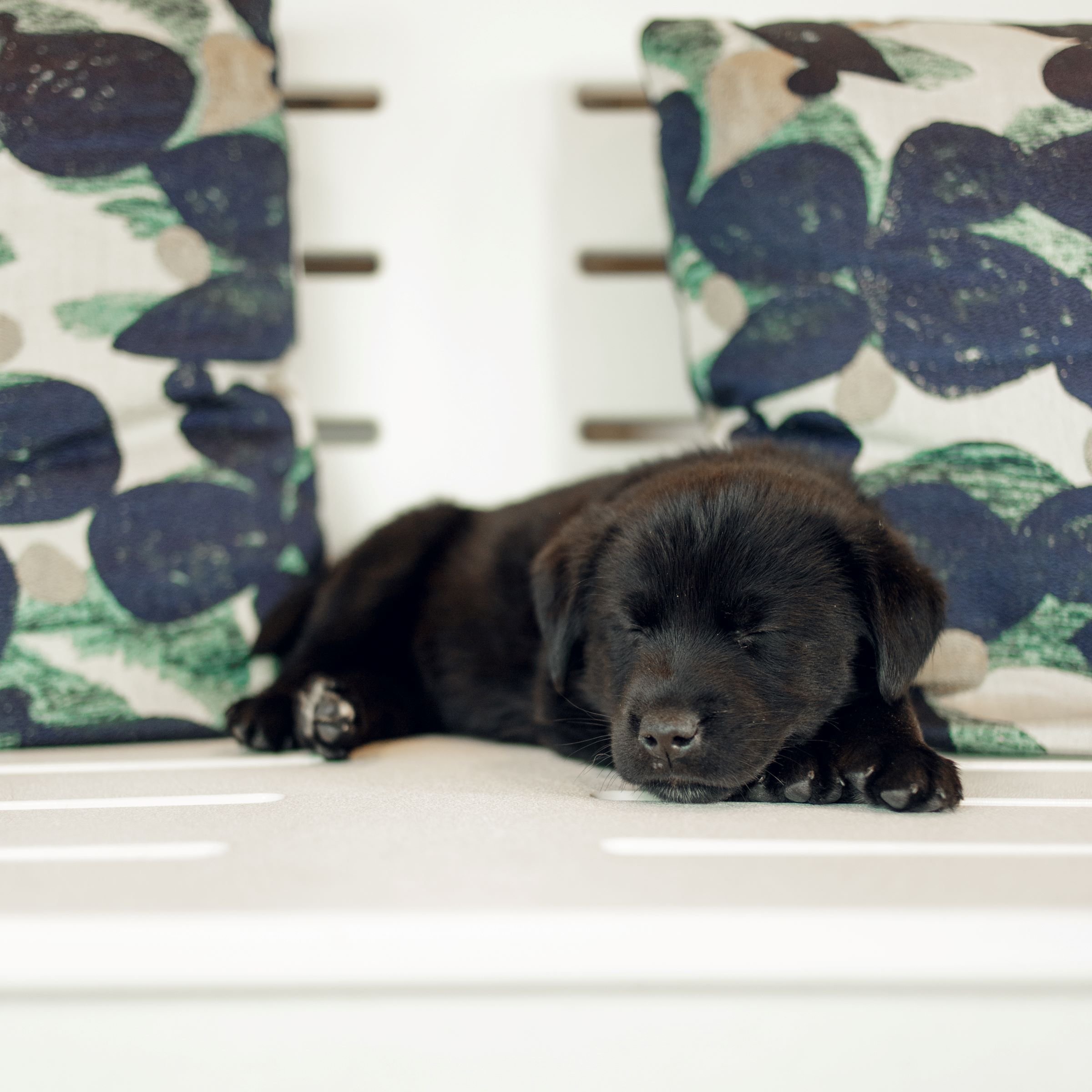 The Hayes Street Hotel Nashville by null