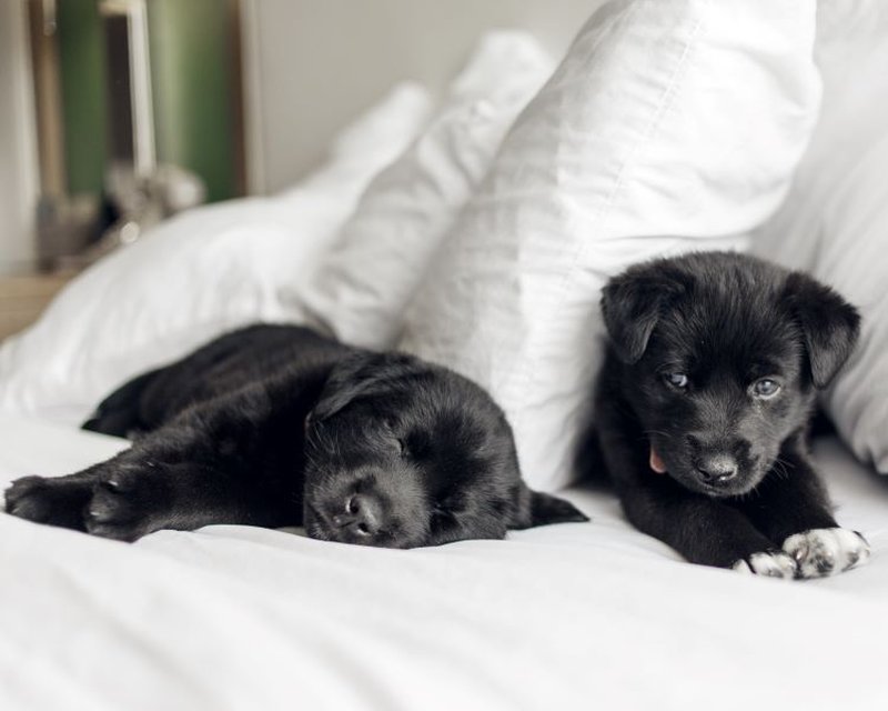 The Hayes Street Hotel Nashville by null