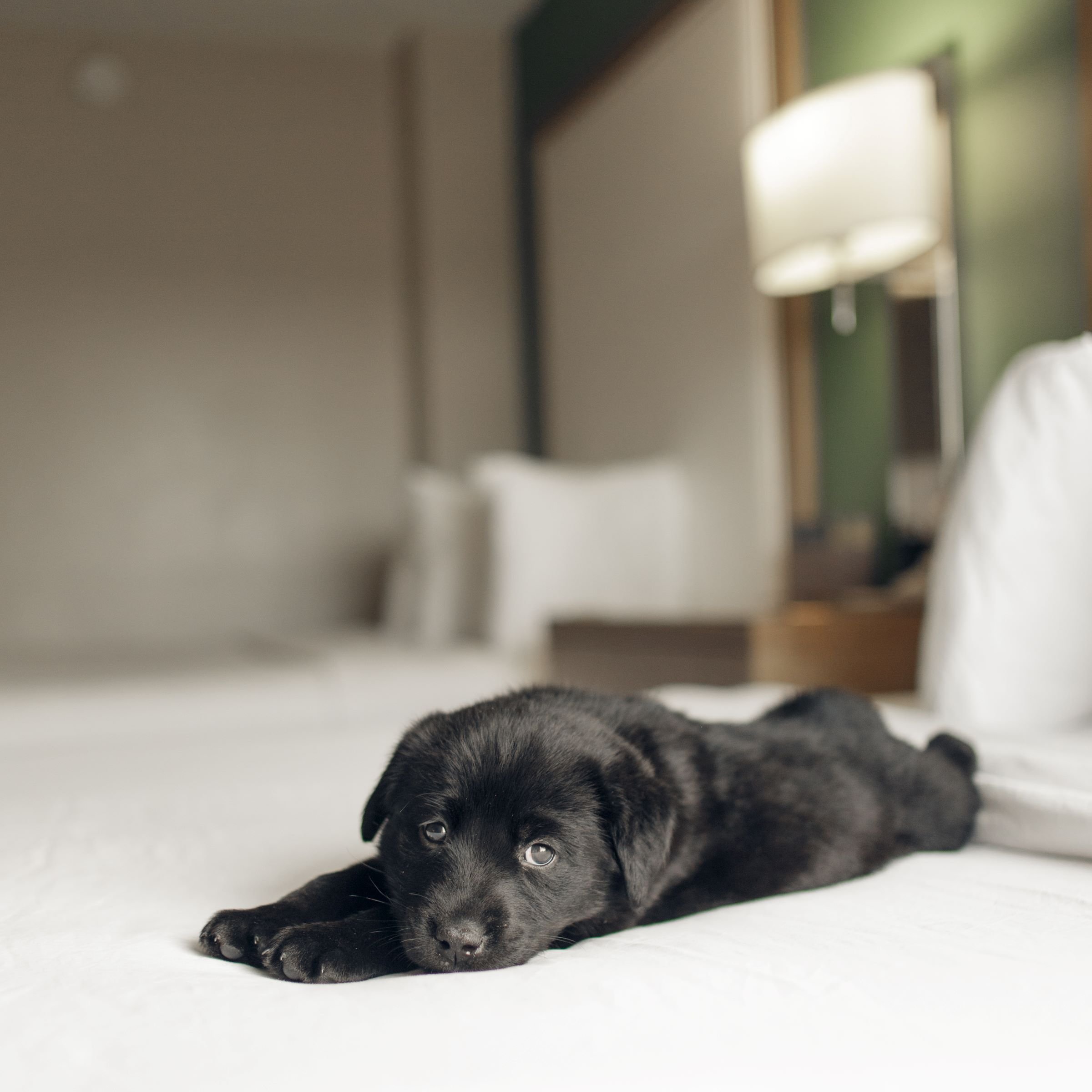 The Hayes Street Hotel Nashville by null