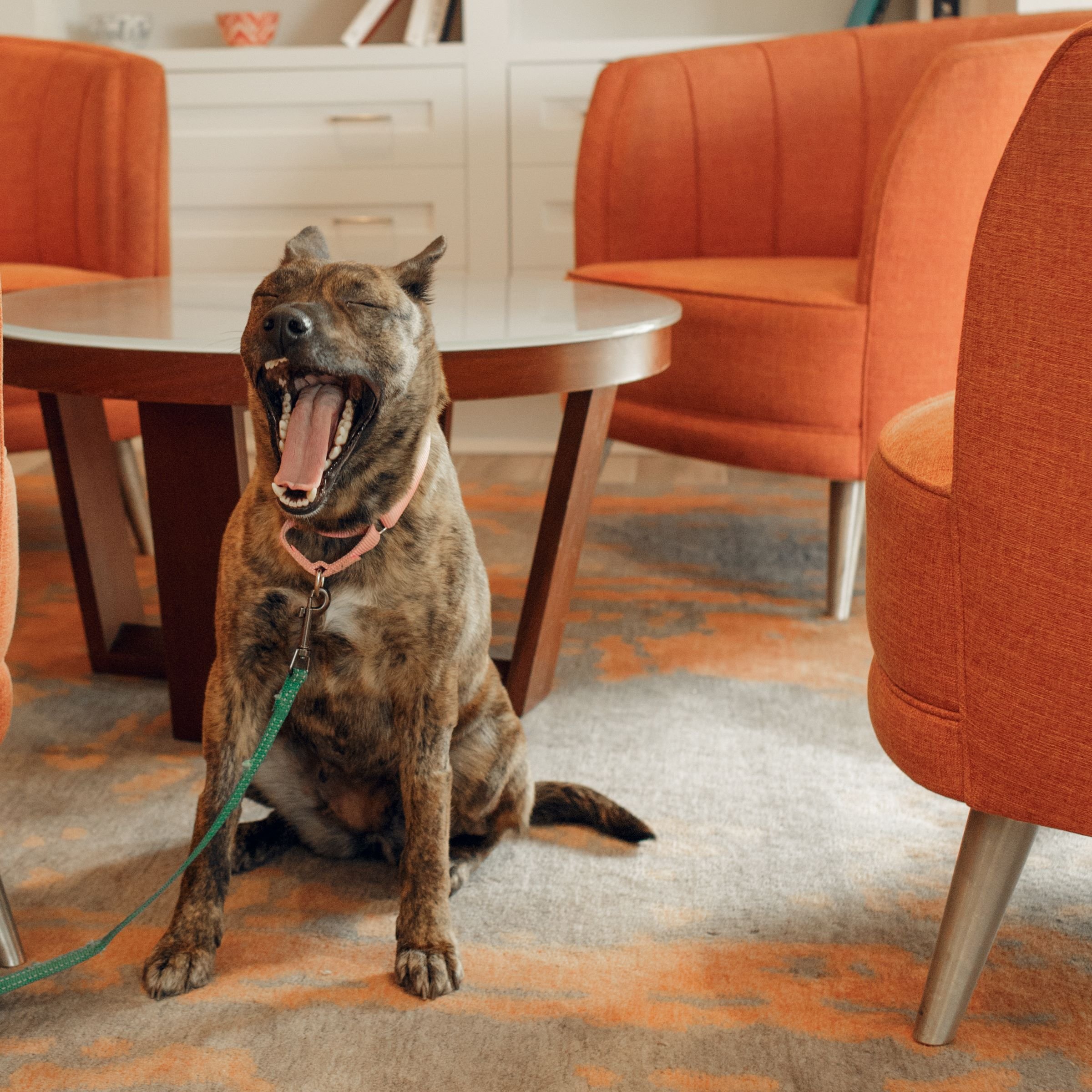 The Hayes Street Hotel Nashville by null