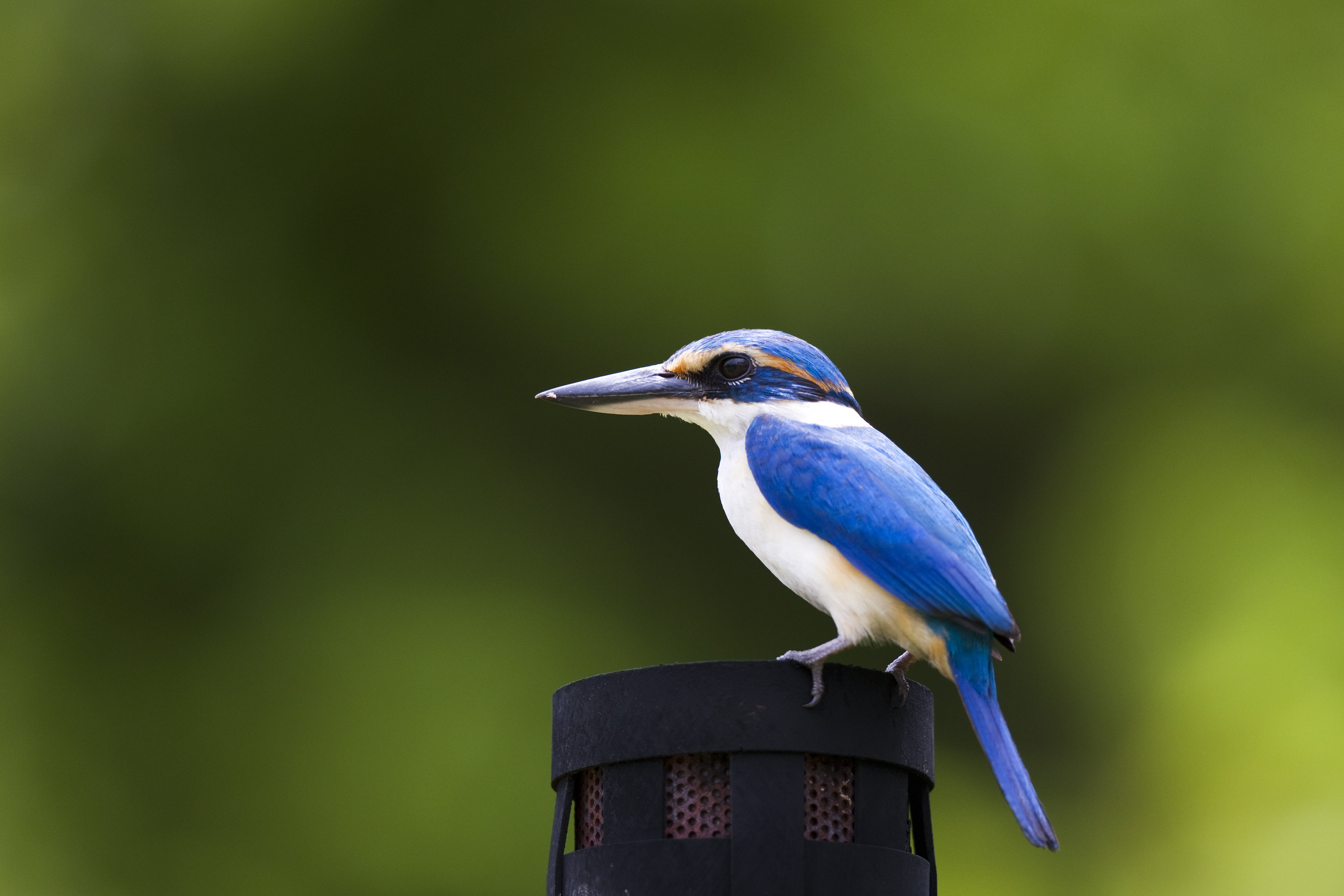 Laucala Island by null