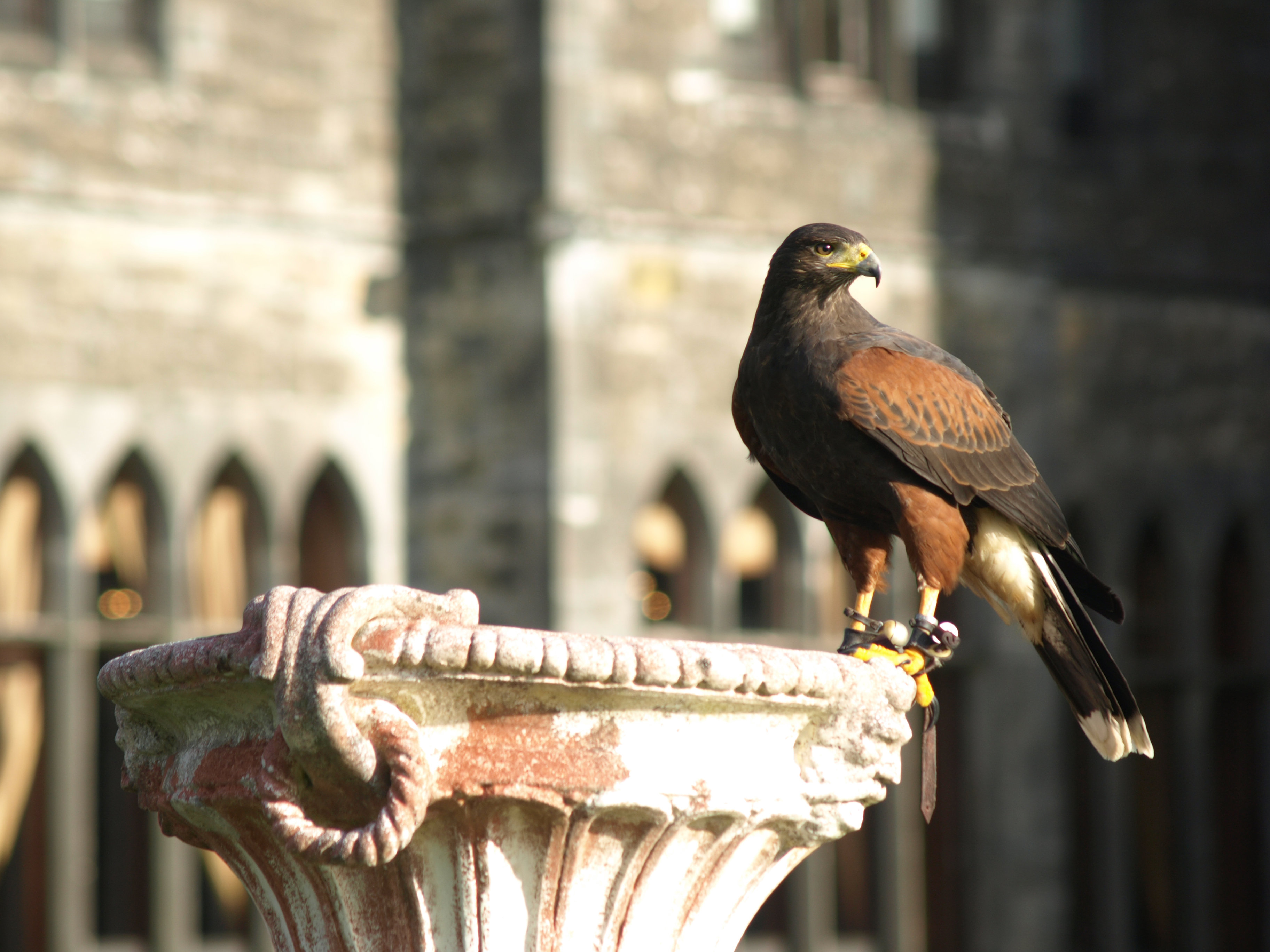 Ashford Castle by Google