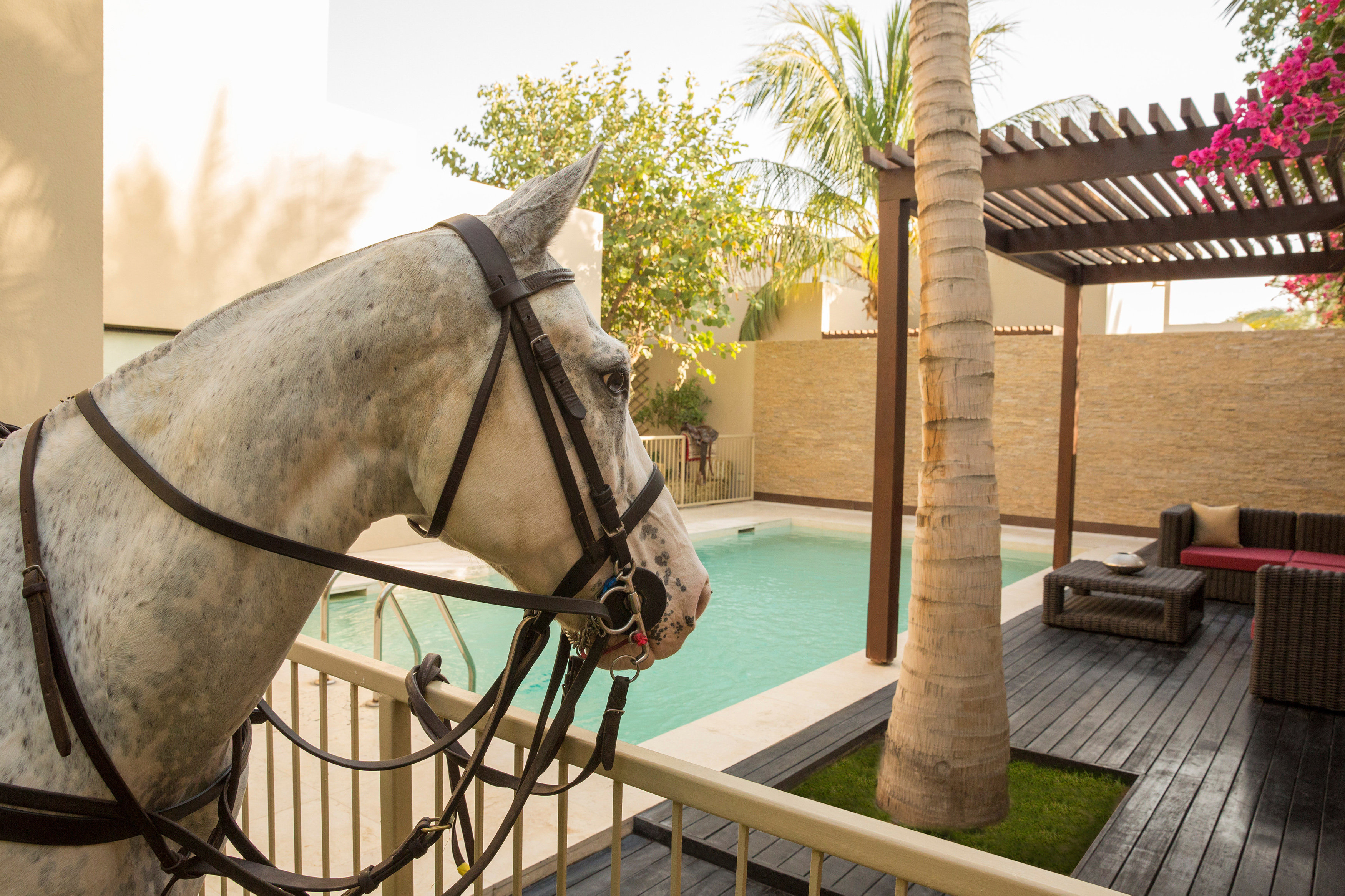 Meliá Desert Palm member of Meliá Collection by null