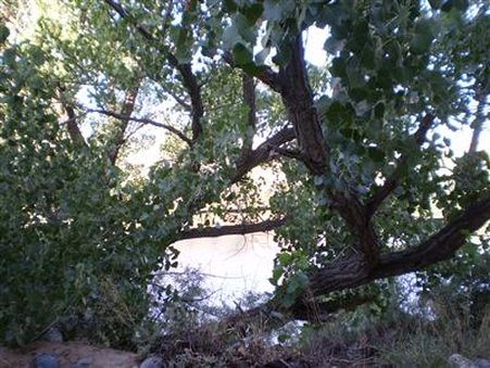 Silver River Adobe Inn by null