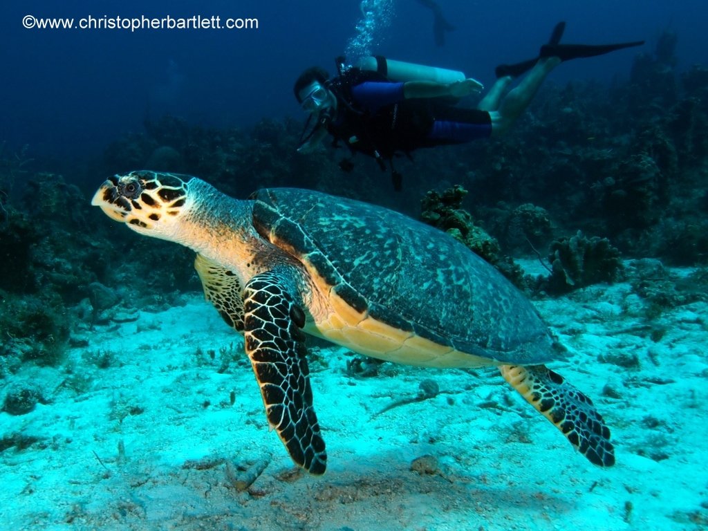 Small Hope Bay Lodge by null