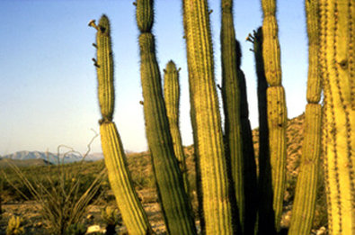 Best Western Space Age Lodge by null