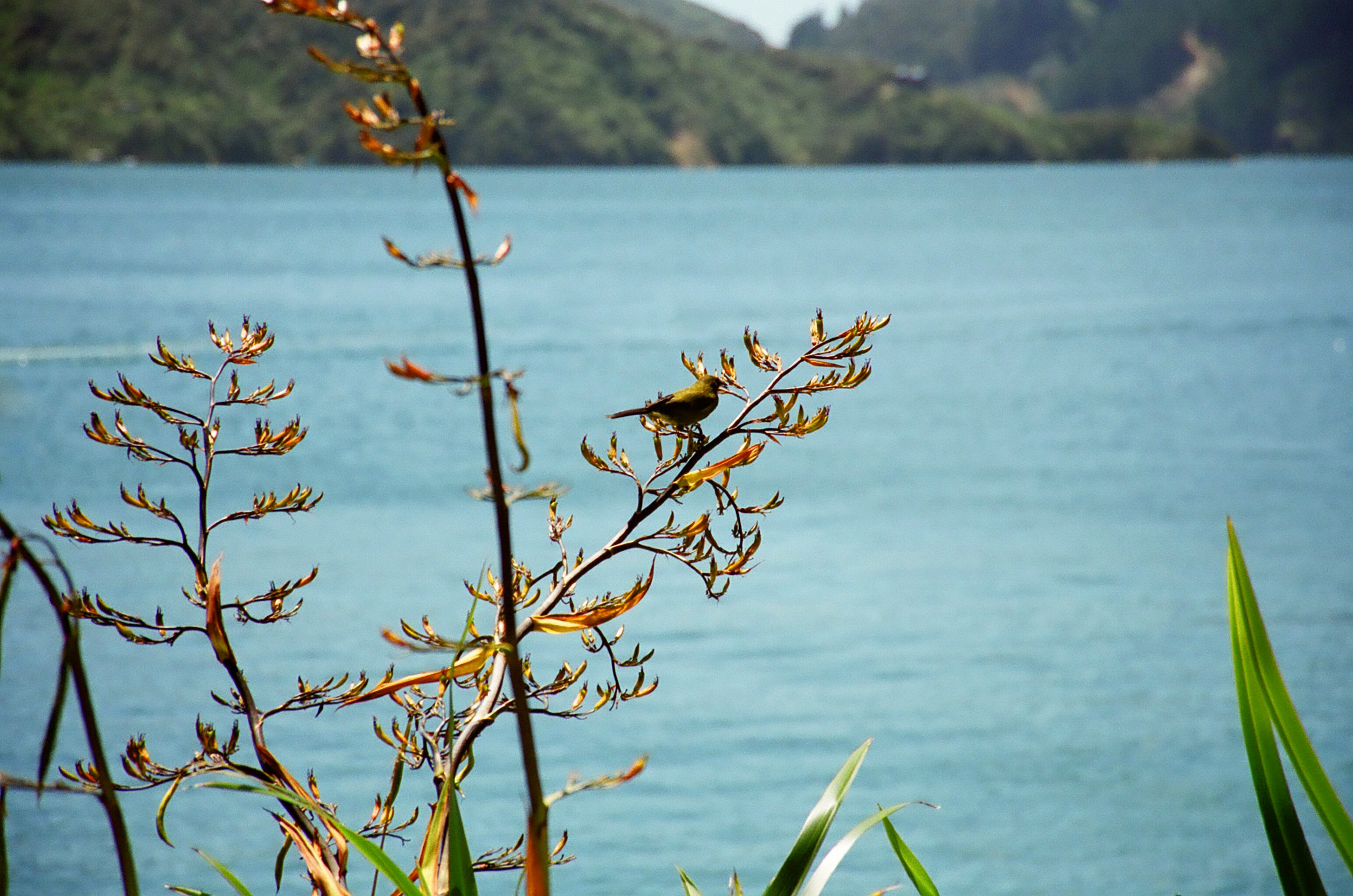 Bay of Many Coves Resort by null