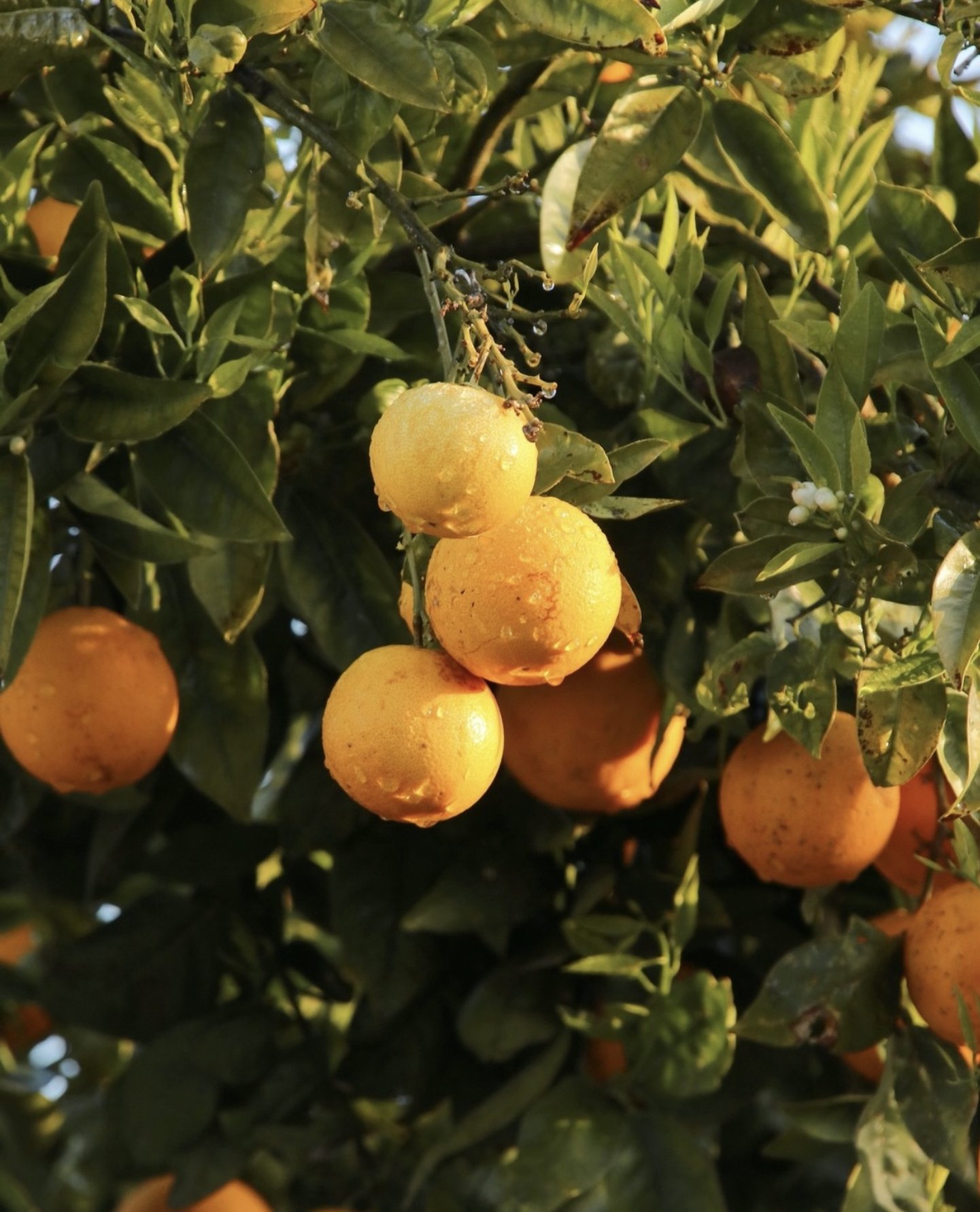 Quinta Da Comporta - Wellness Boutique Resort, an SLH Hotel by null