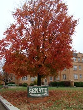 Senate Suites Extended Stay Hotel by null