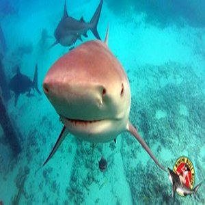Bimini Big Game Club Resort & Marina by null