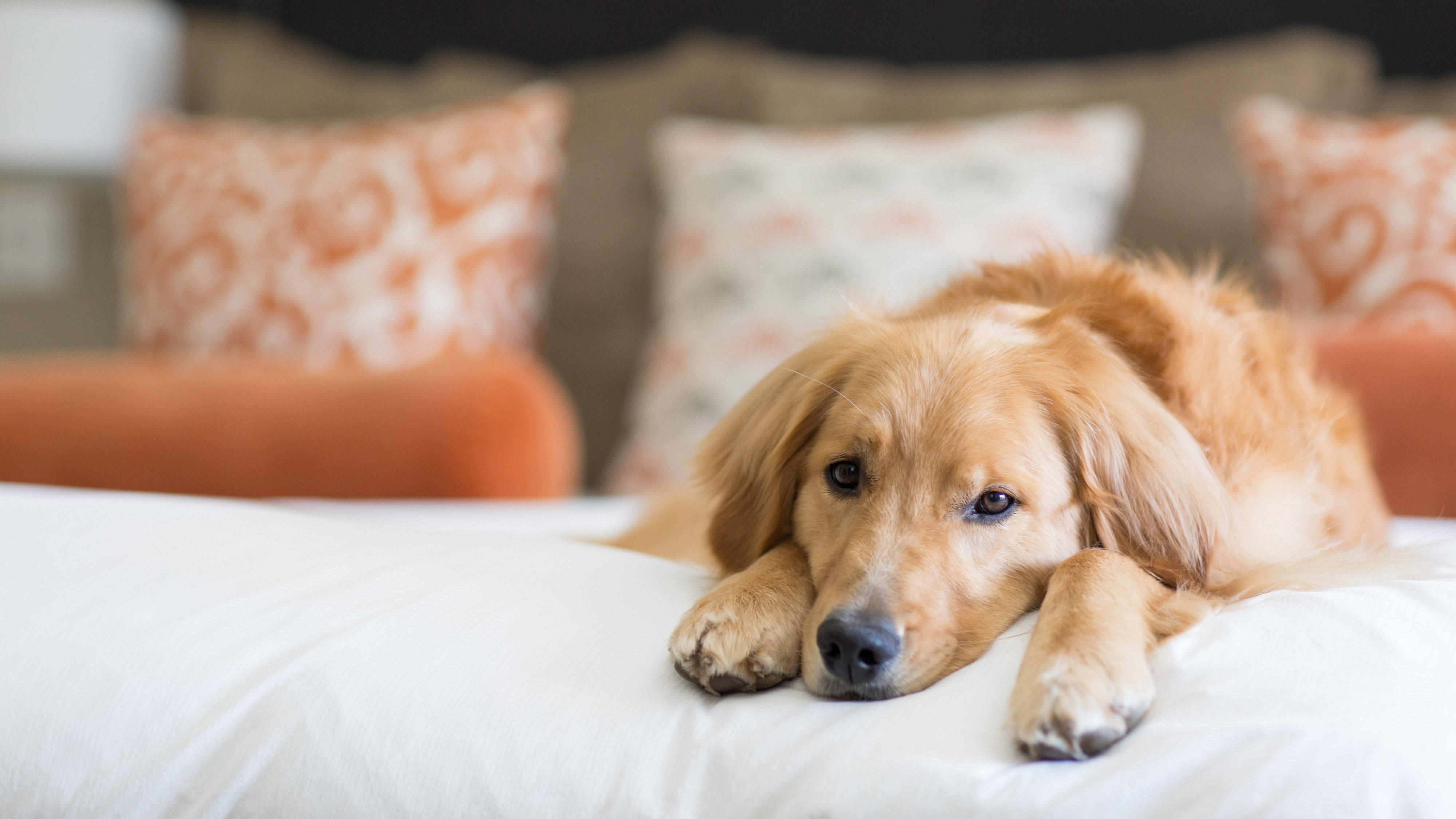 Knob Hill Inn Sun Valley by null