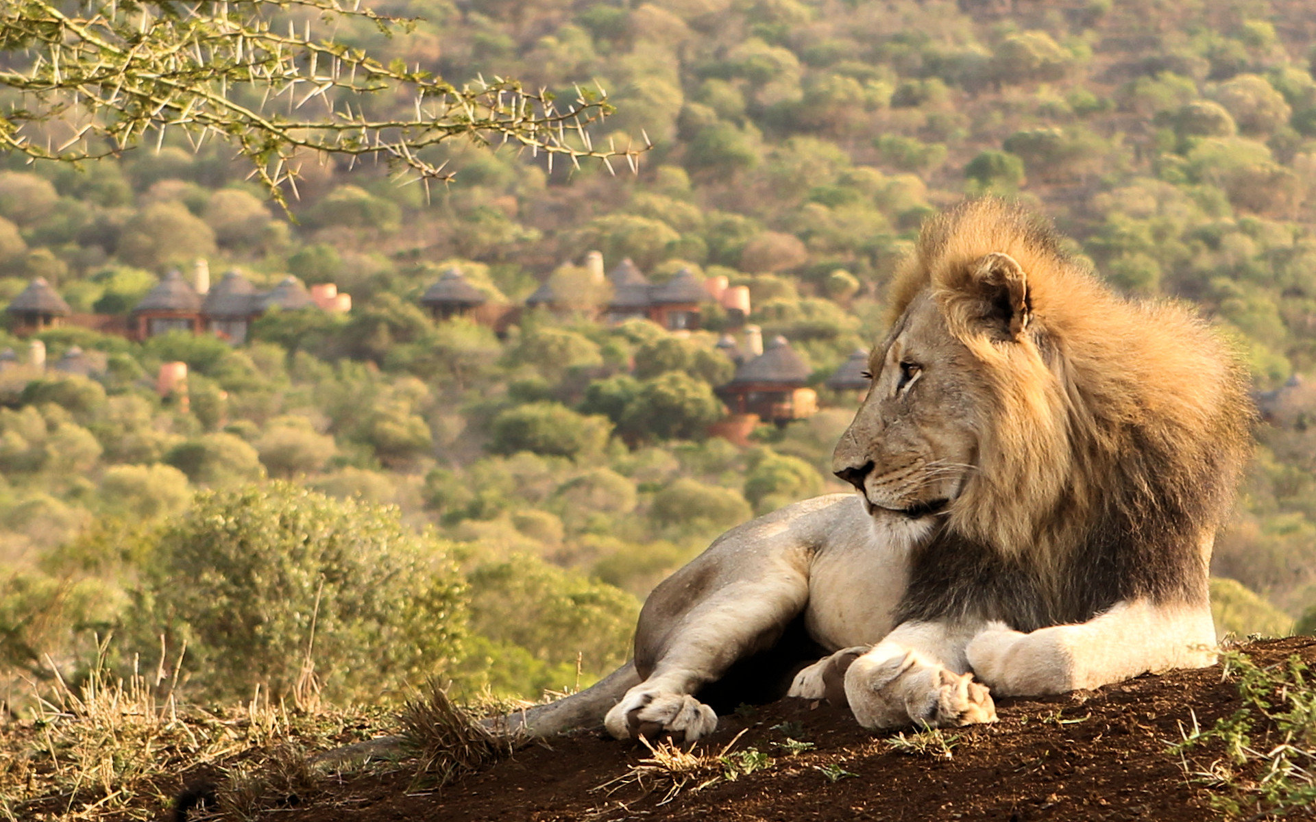 Thanda Safari - Private Game Reserve by null