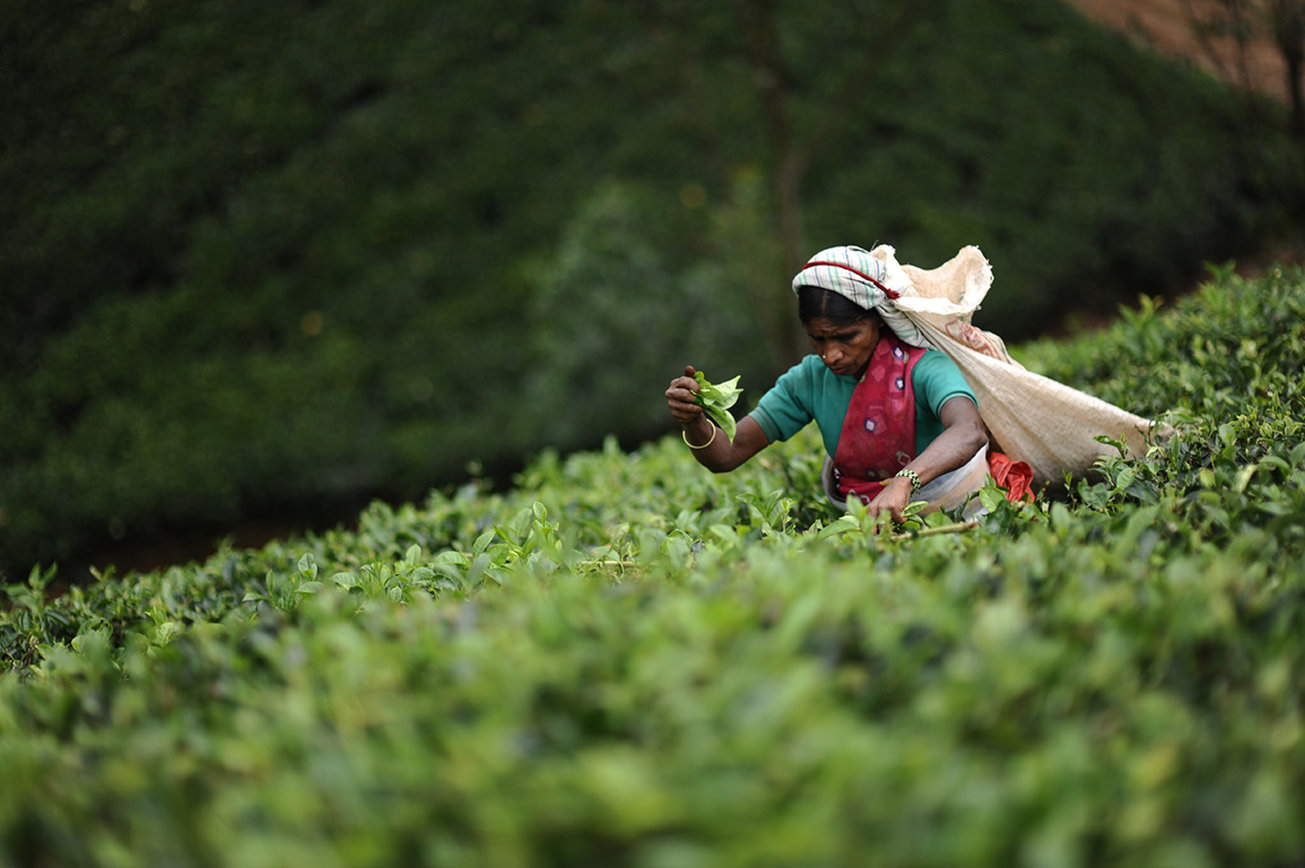 Ceylon Tea Trails - Norwood Bungalow by null