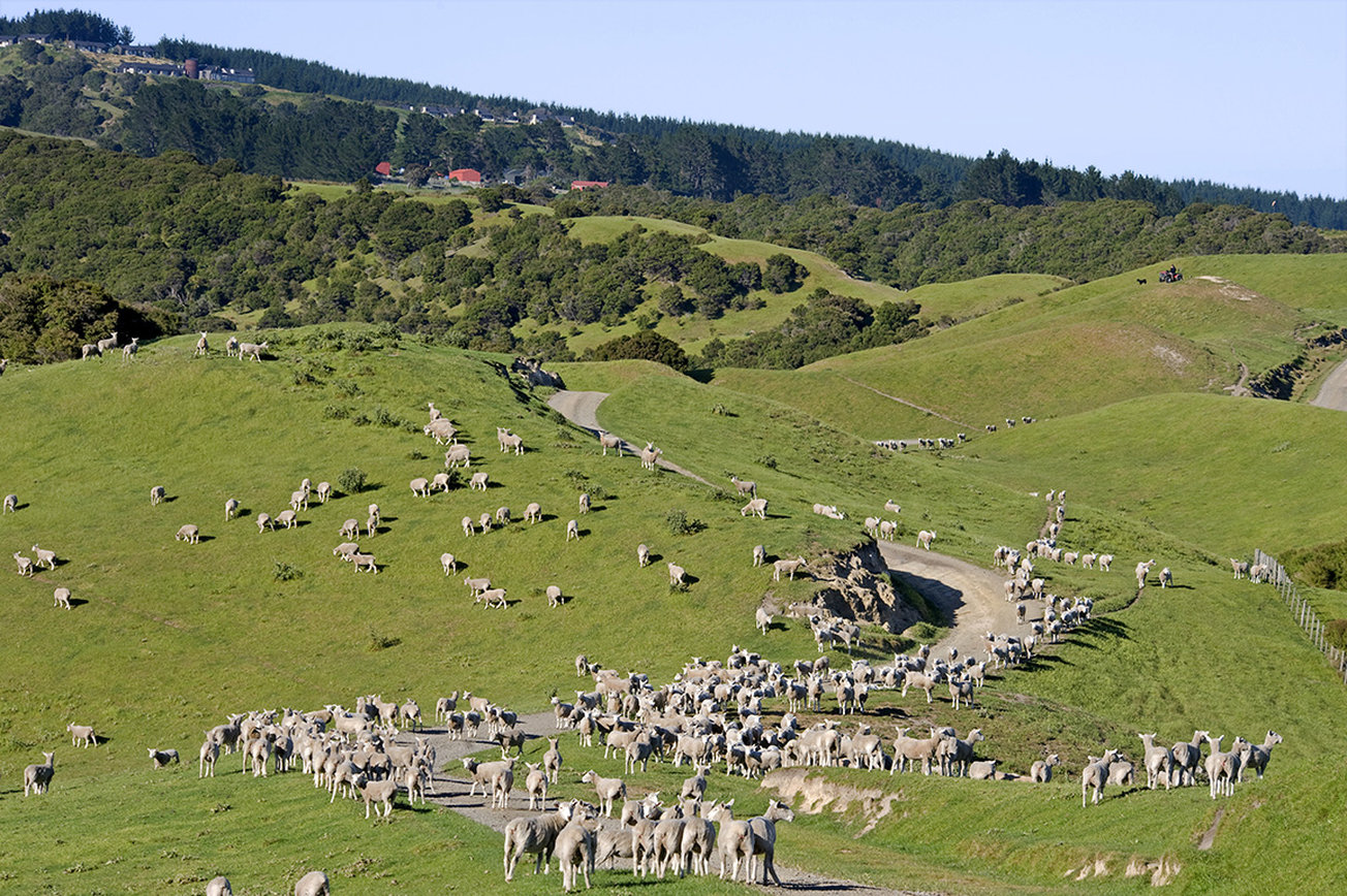 Rosewood Cape Kidnappers by null Rosewood Cape Kidnappers by null