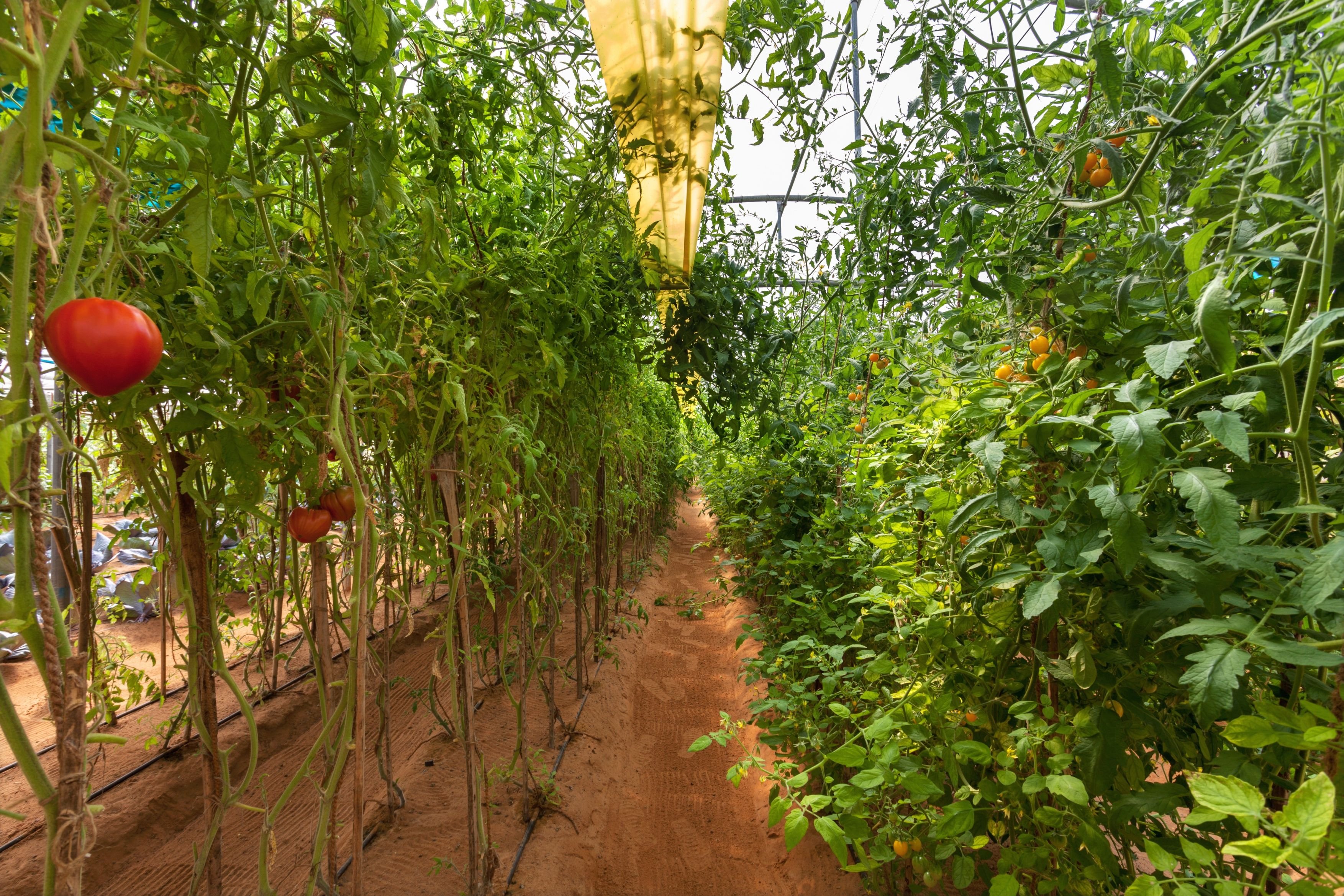 Six Senses Zighy Bay by null