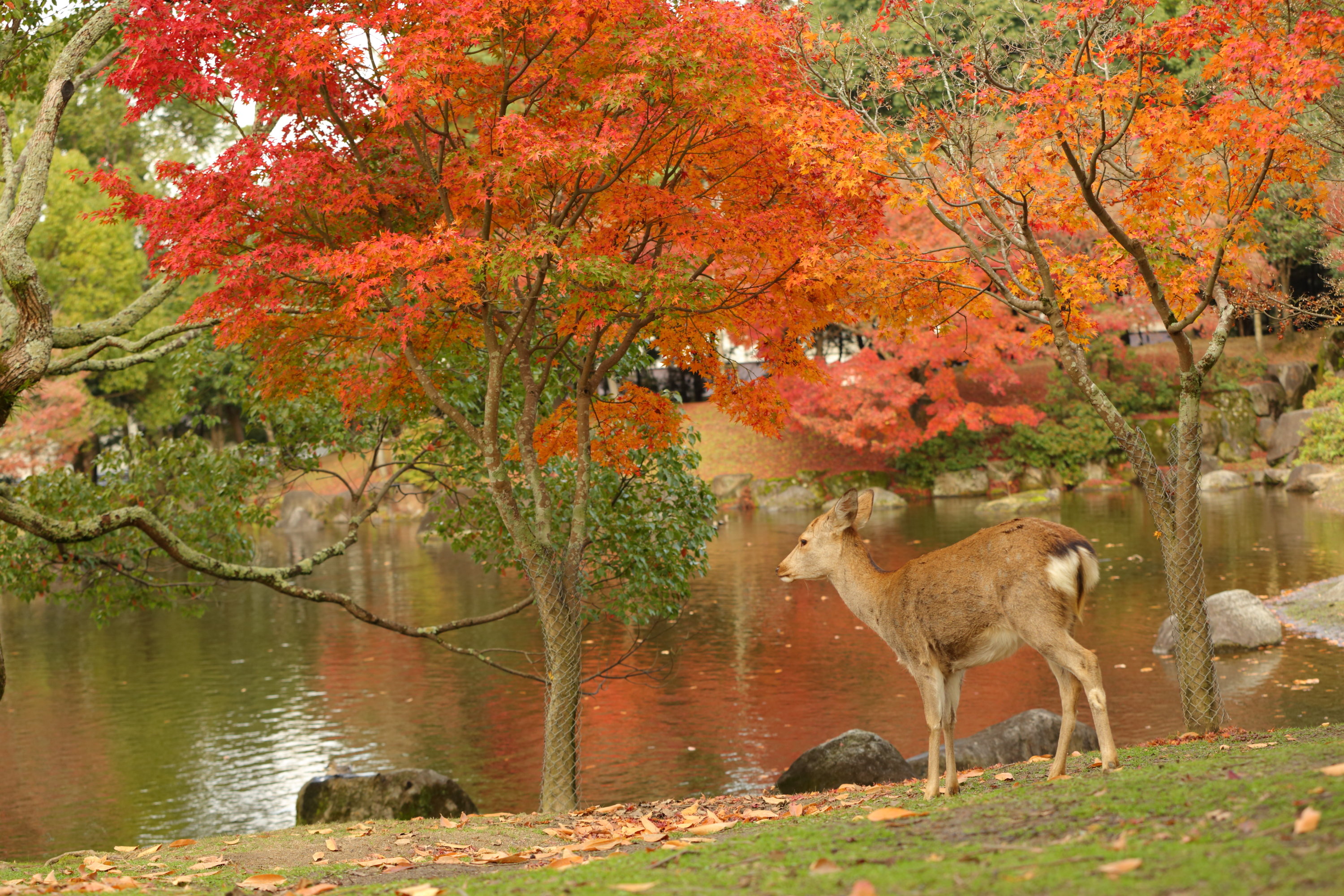 Noborioji Hotel Nara by null