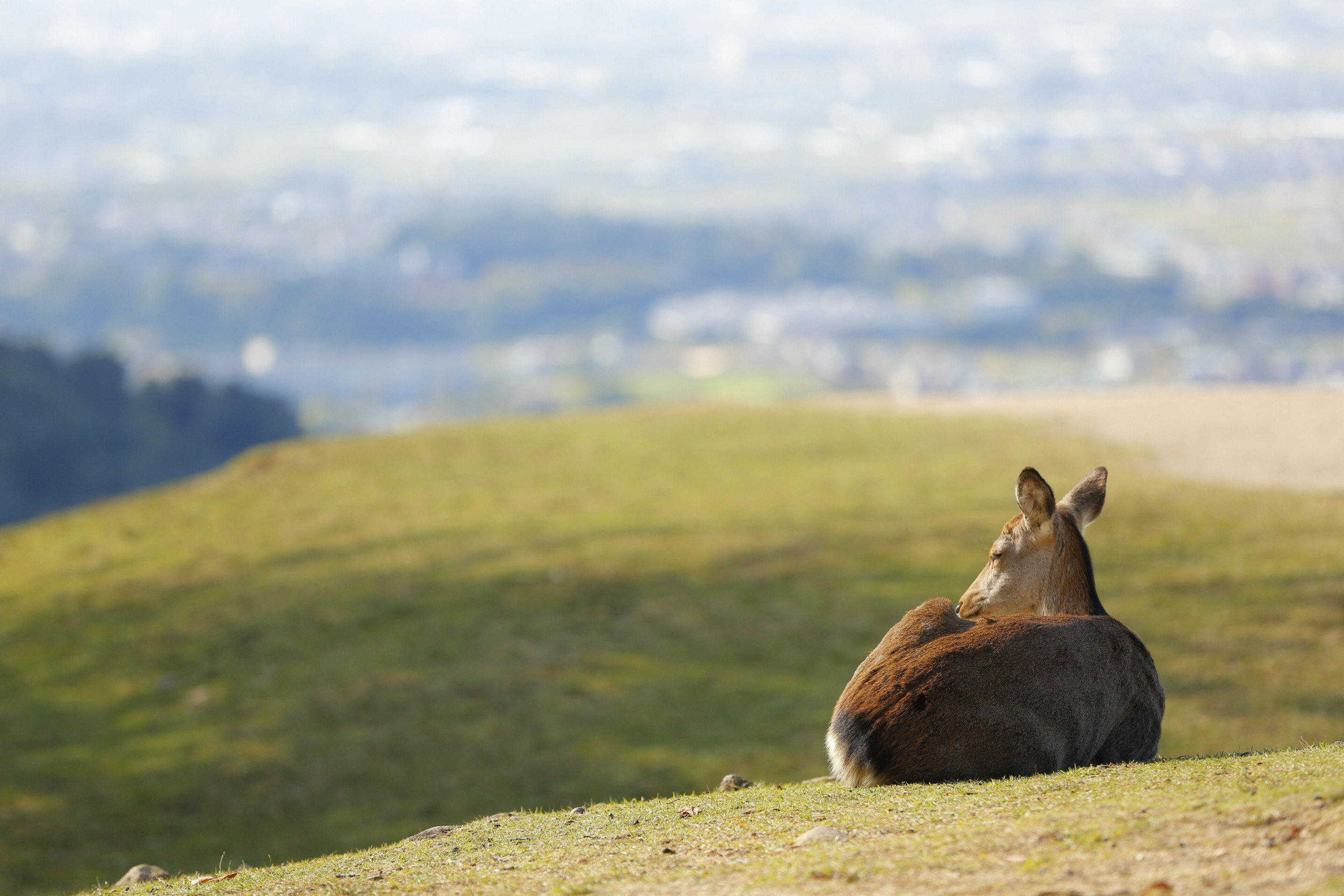 Noborioji Hotel Nara by null
