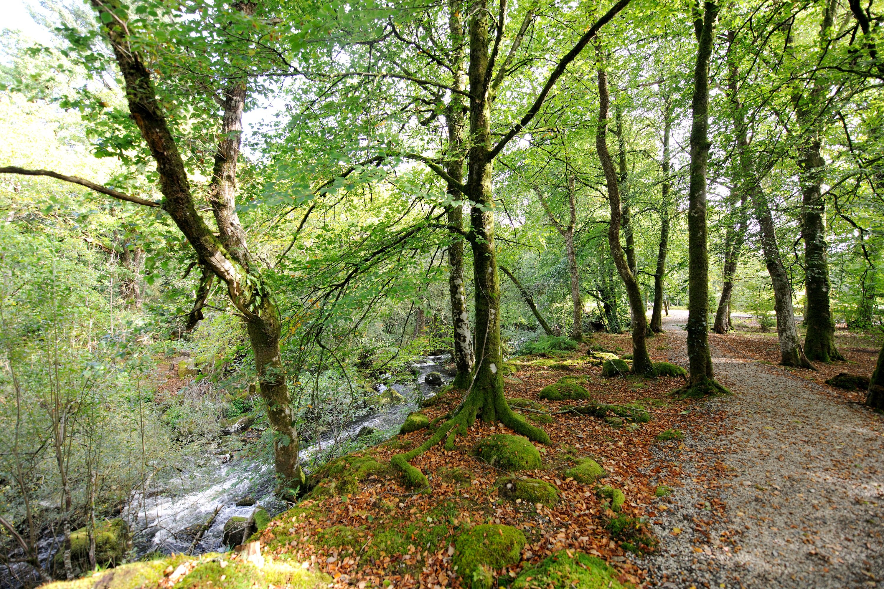 Gidleigh Park by null