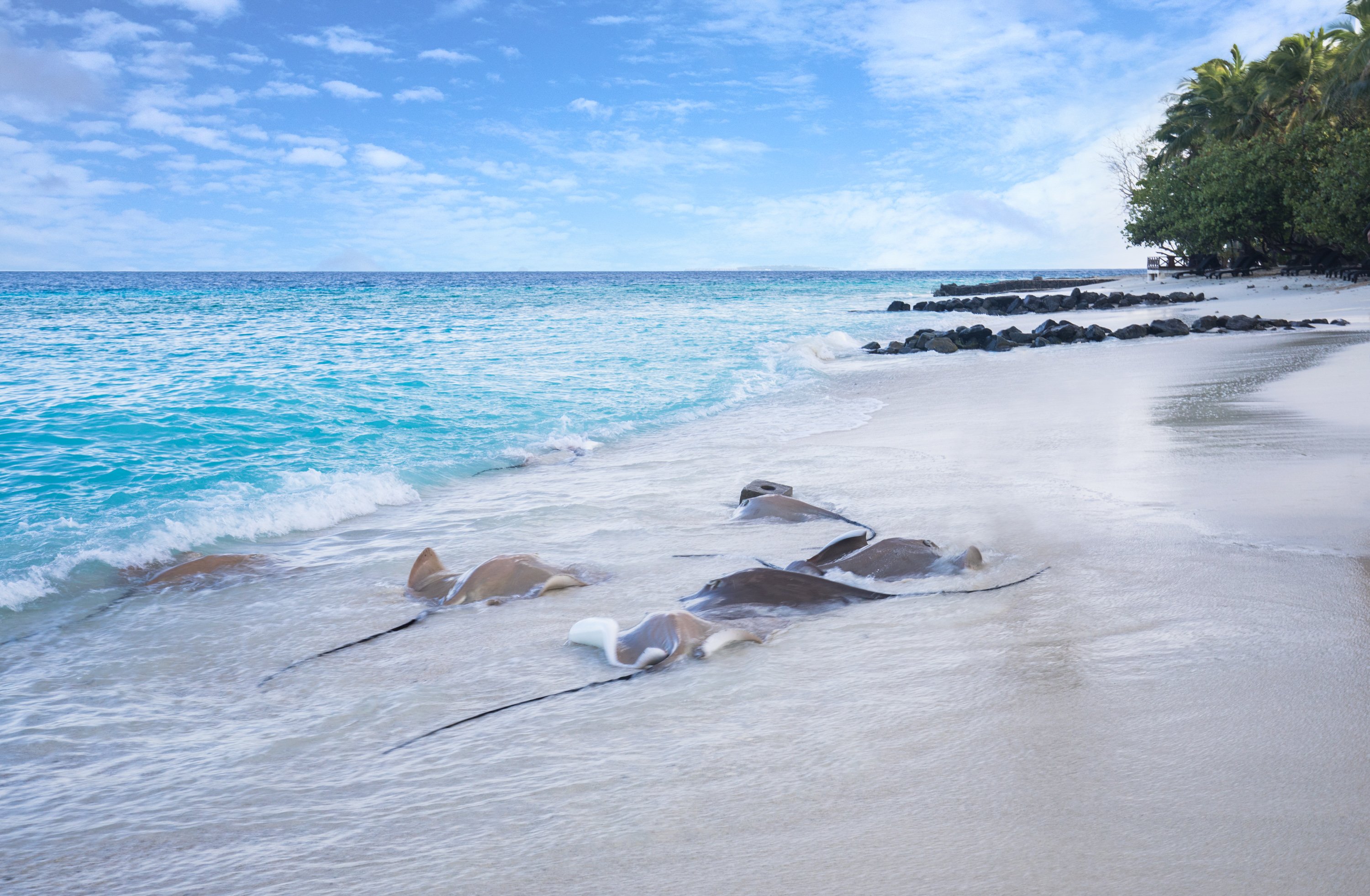 Taj Coral Reef Resort & Spa, Maldives by null