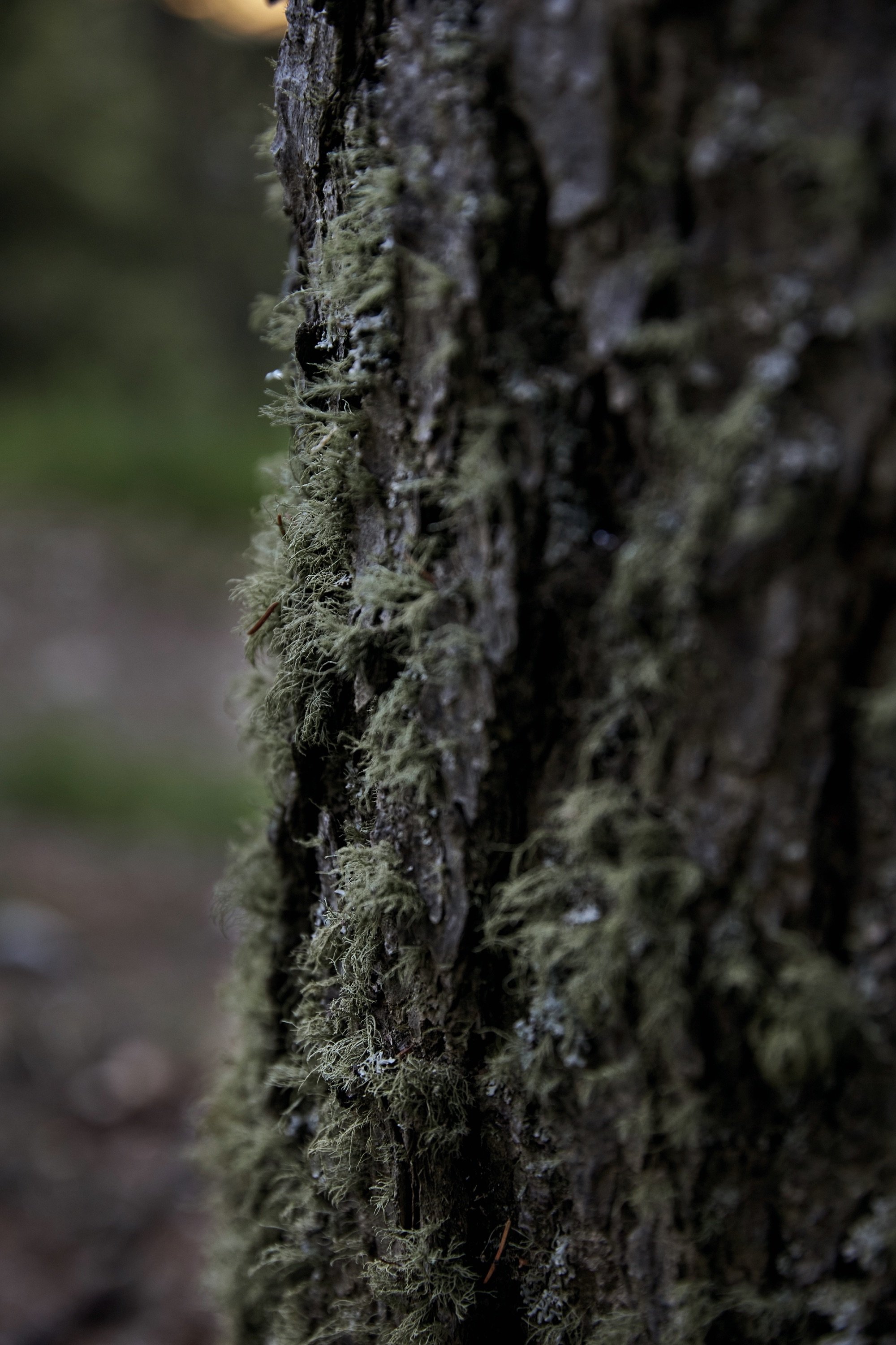 Forestis Dolomites by null