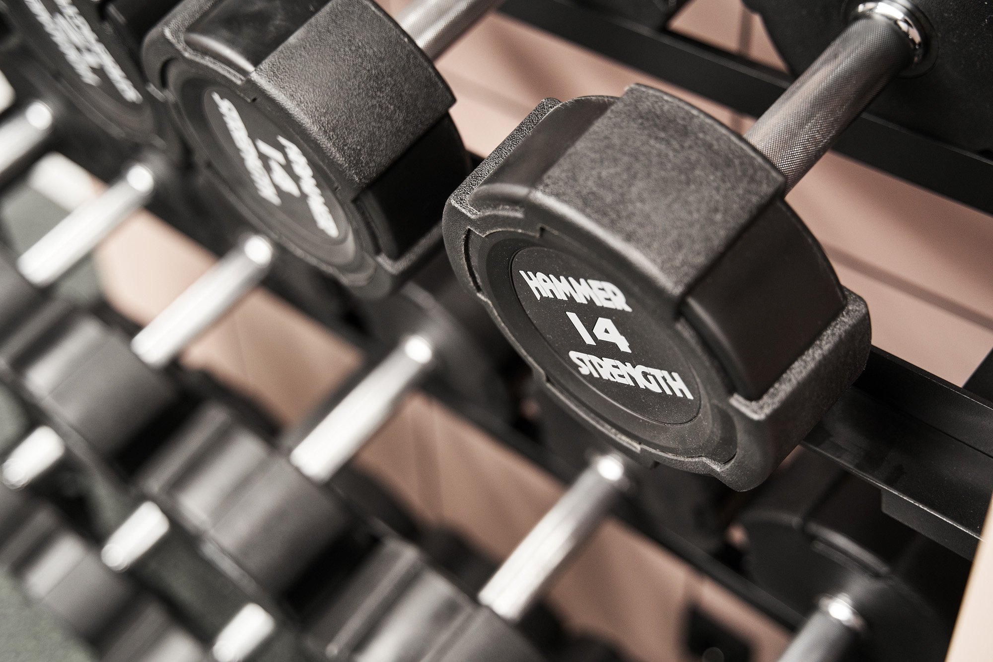 Schwan Locke, Theresienwiese by null