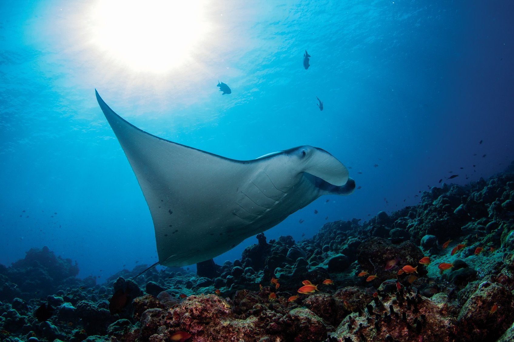 Amilla Maldives by null