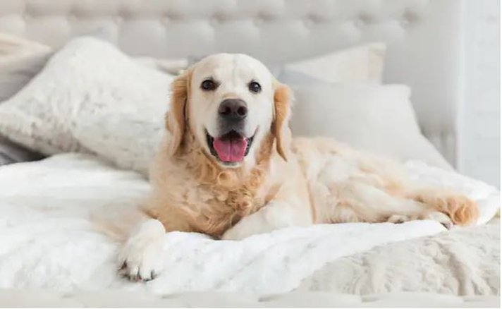 Sorell Boutique-Hotel Rüden Schaffhausen by null