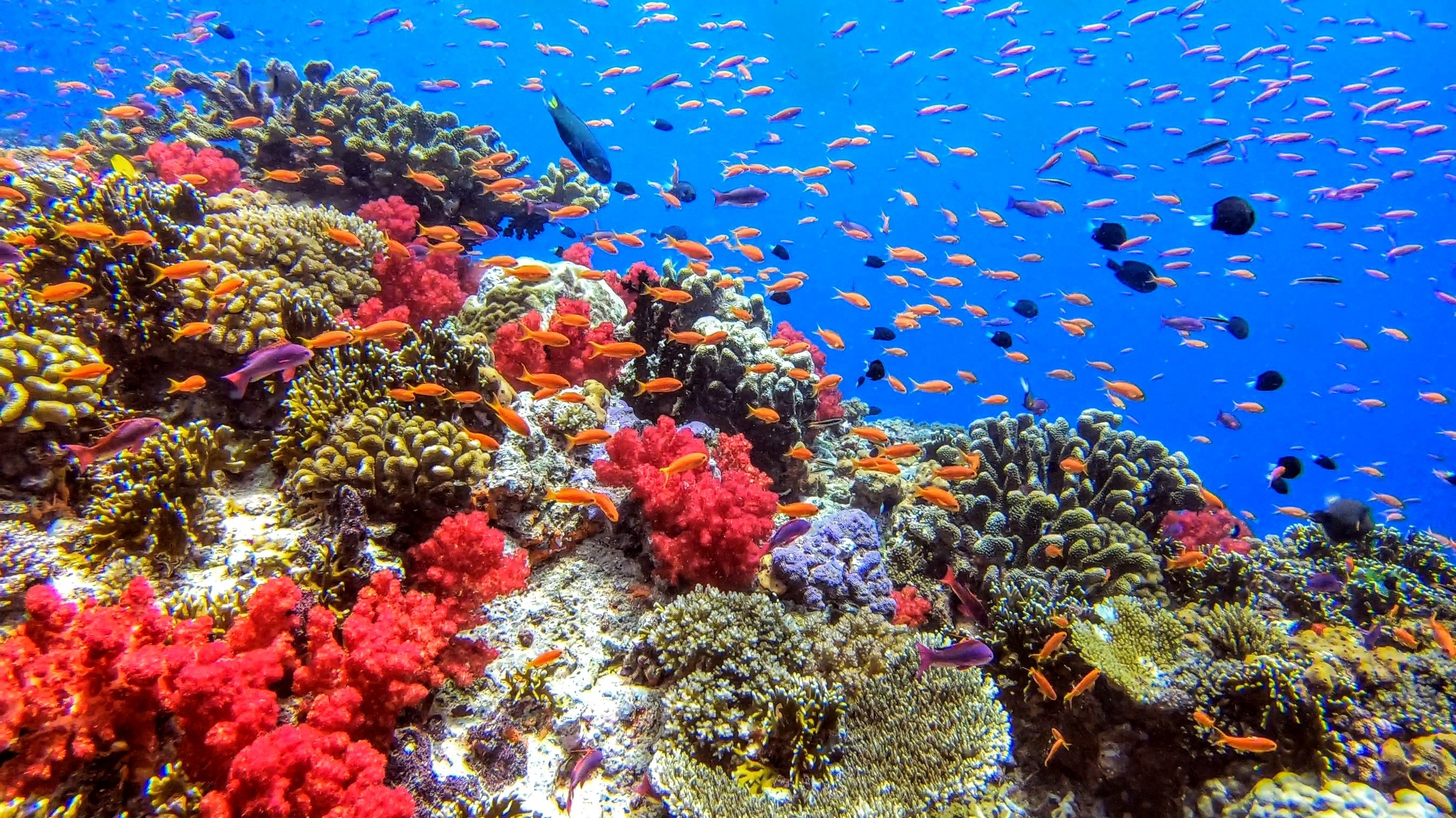 Nanuku Resort, Fiji by null