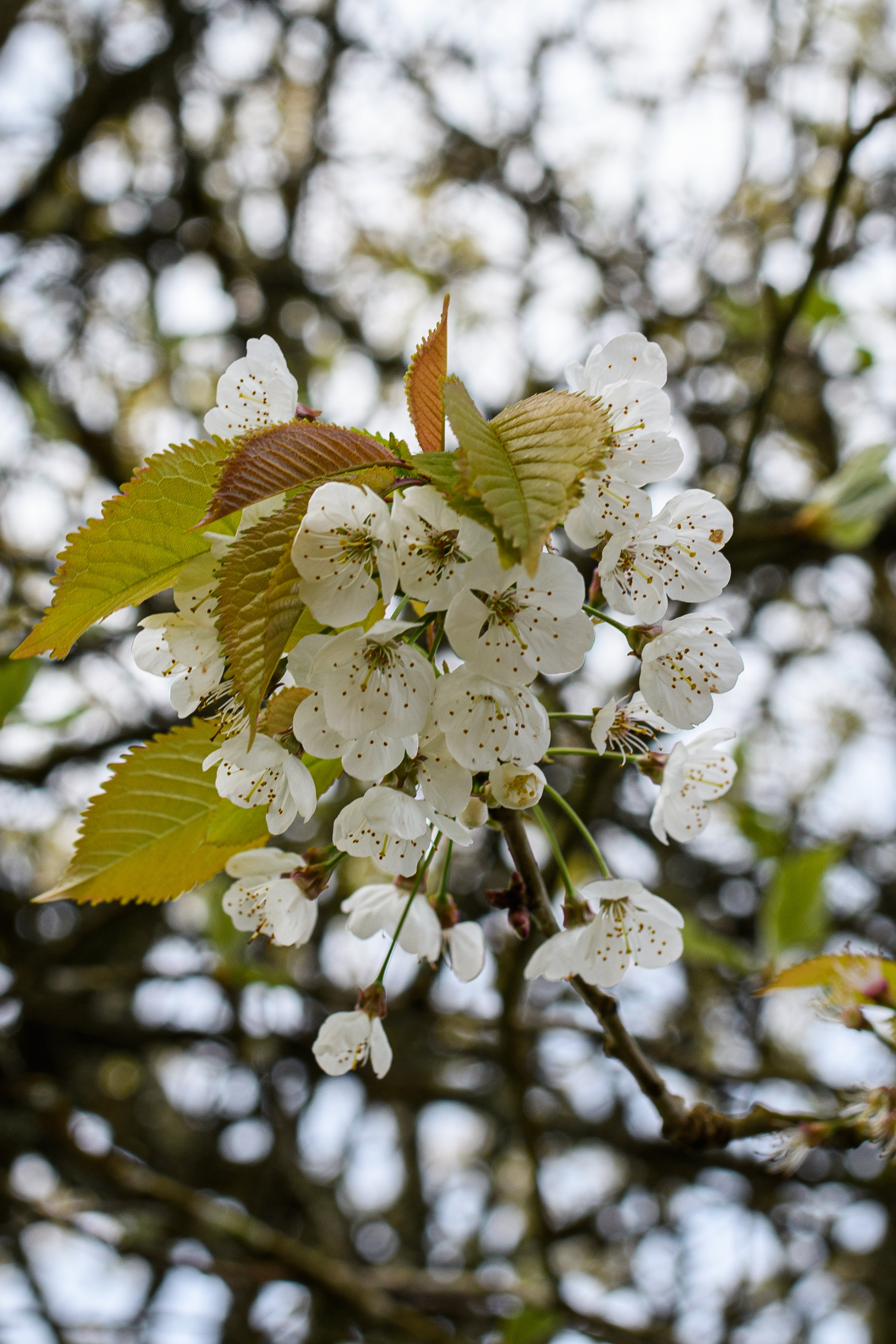 Gregans Castle Hotel in the Burren by null