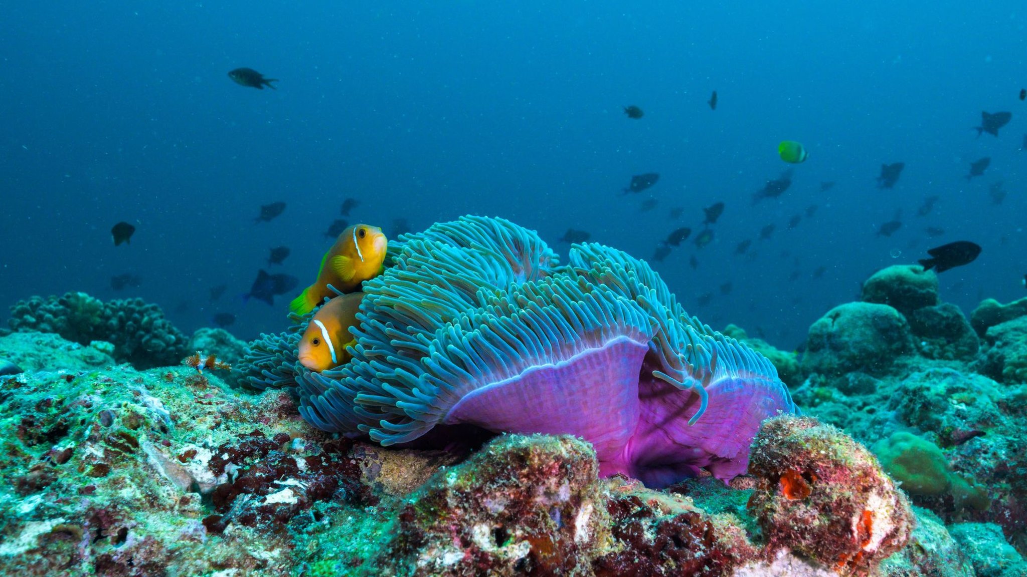 The Nautilus Maldives by Google