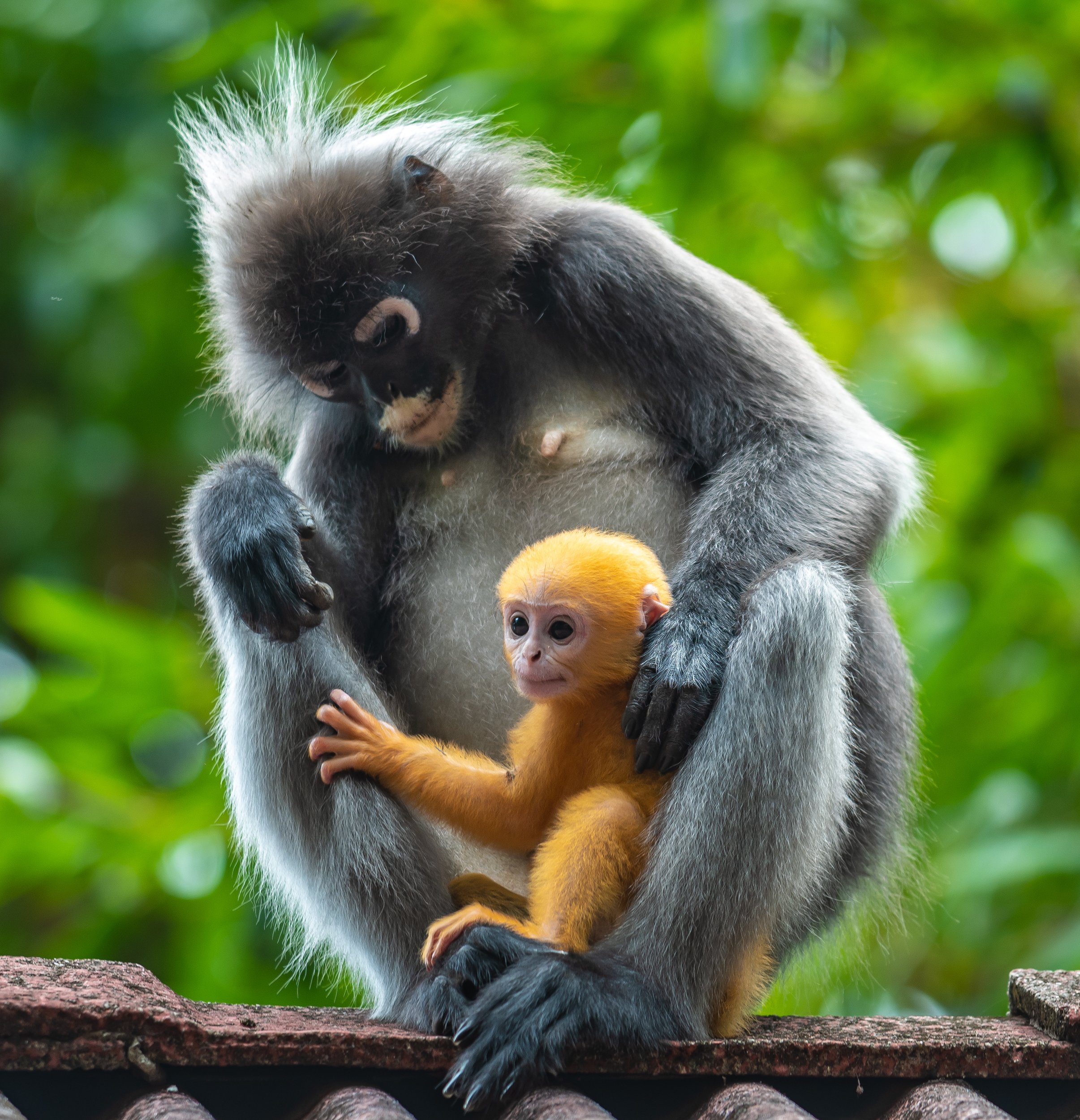 Eythrope Penang Hill by null