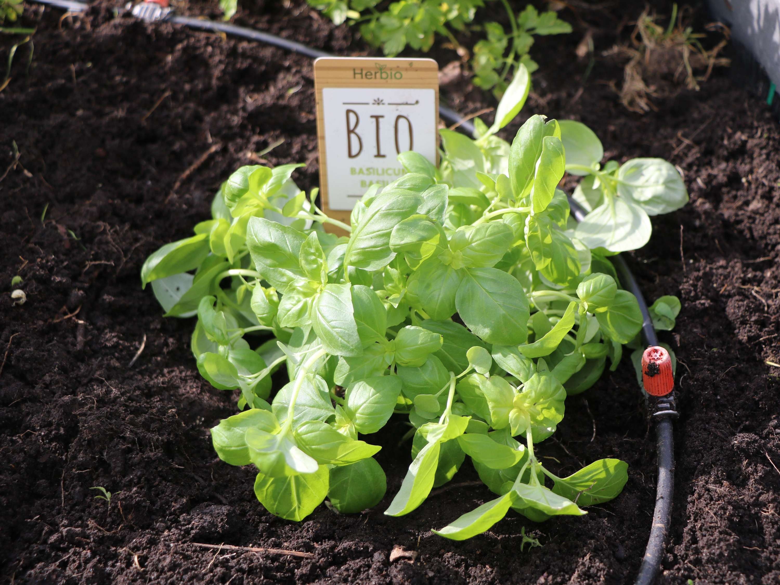 Sofitel Brussels Europe by null