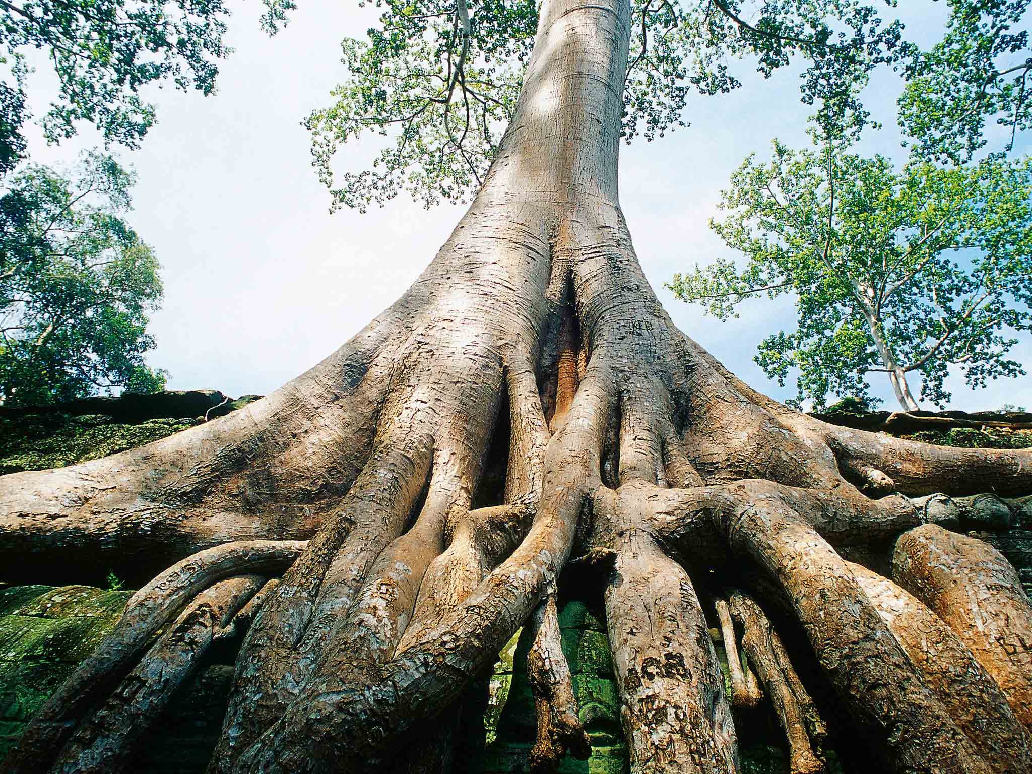 Sofitel Angkor Phokeethra Golf & Spa Resort by null