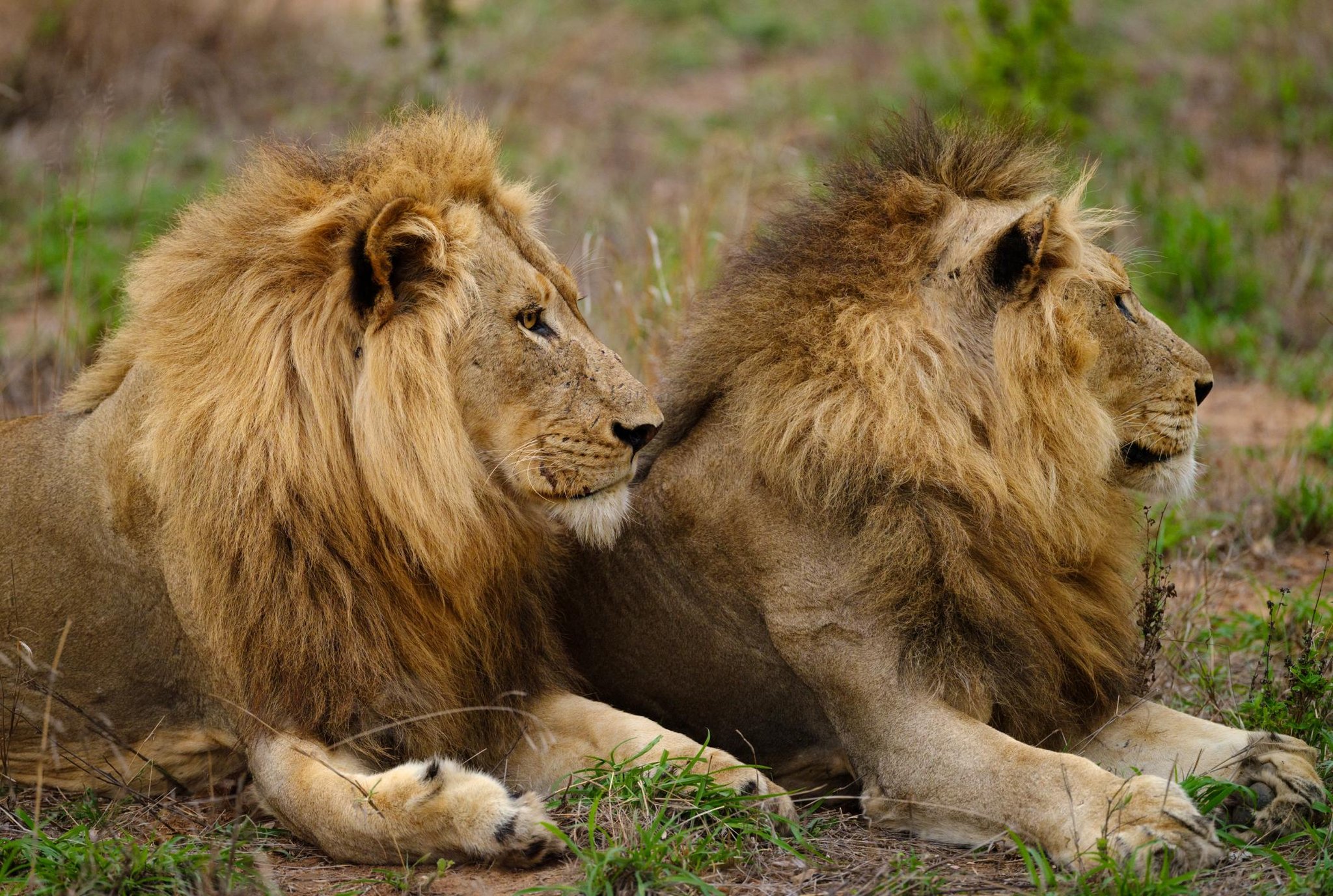 Cheetah Plains Private Game Reserve by null